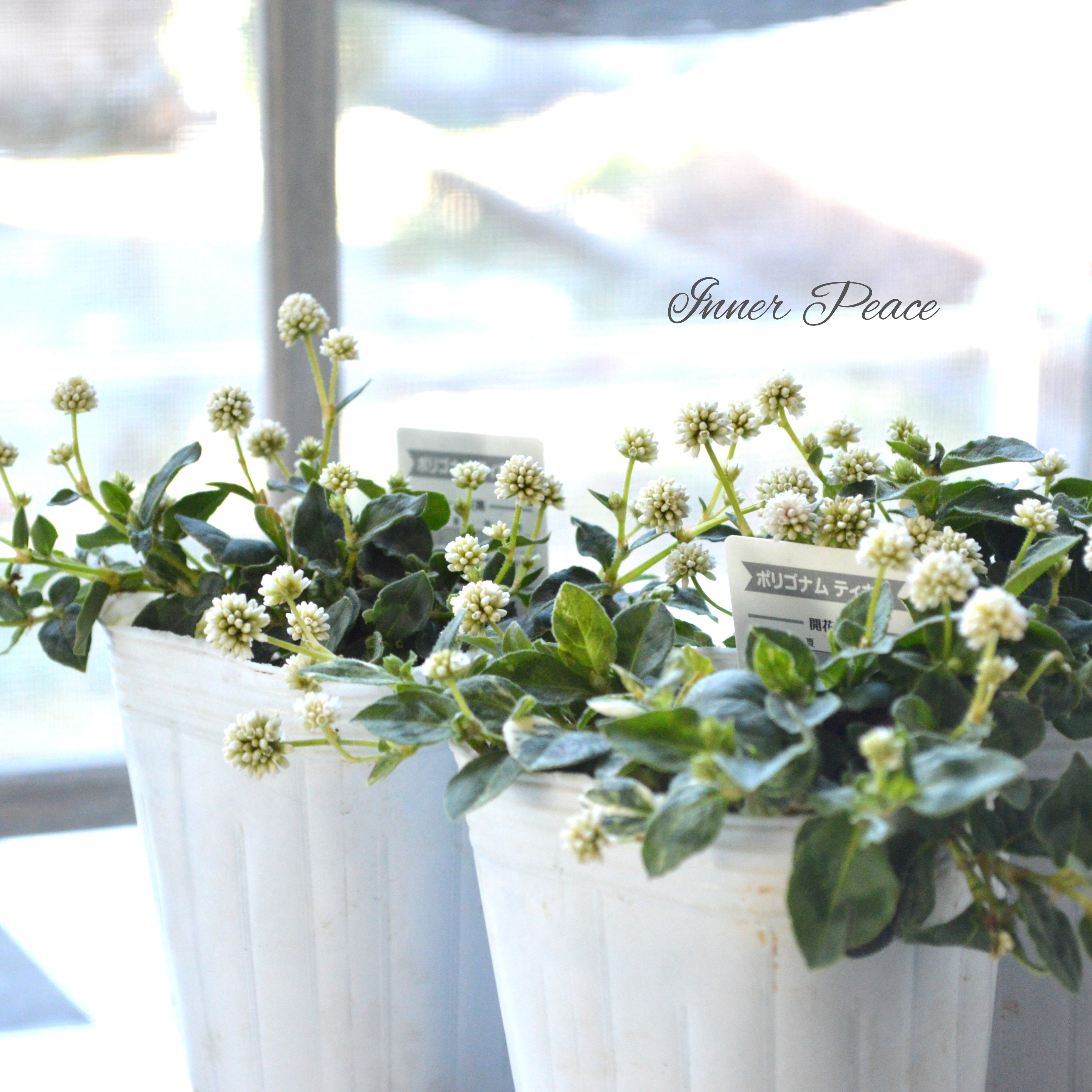 【斑入り】 ポリゴナム 『ティホン』 2.5寸POT