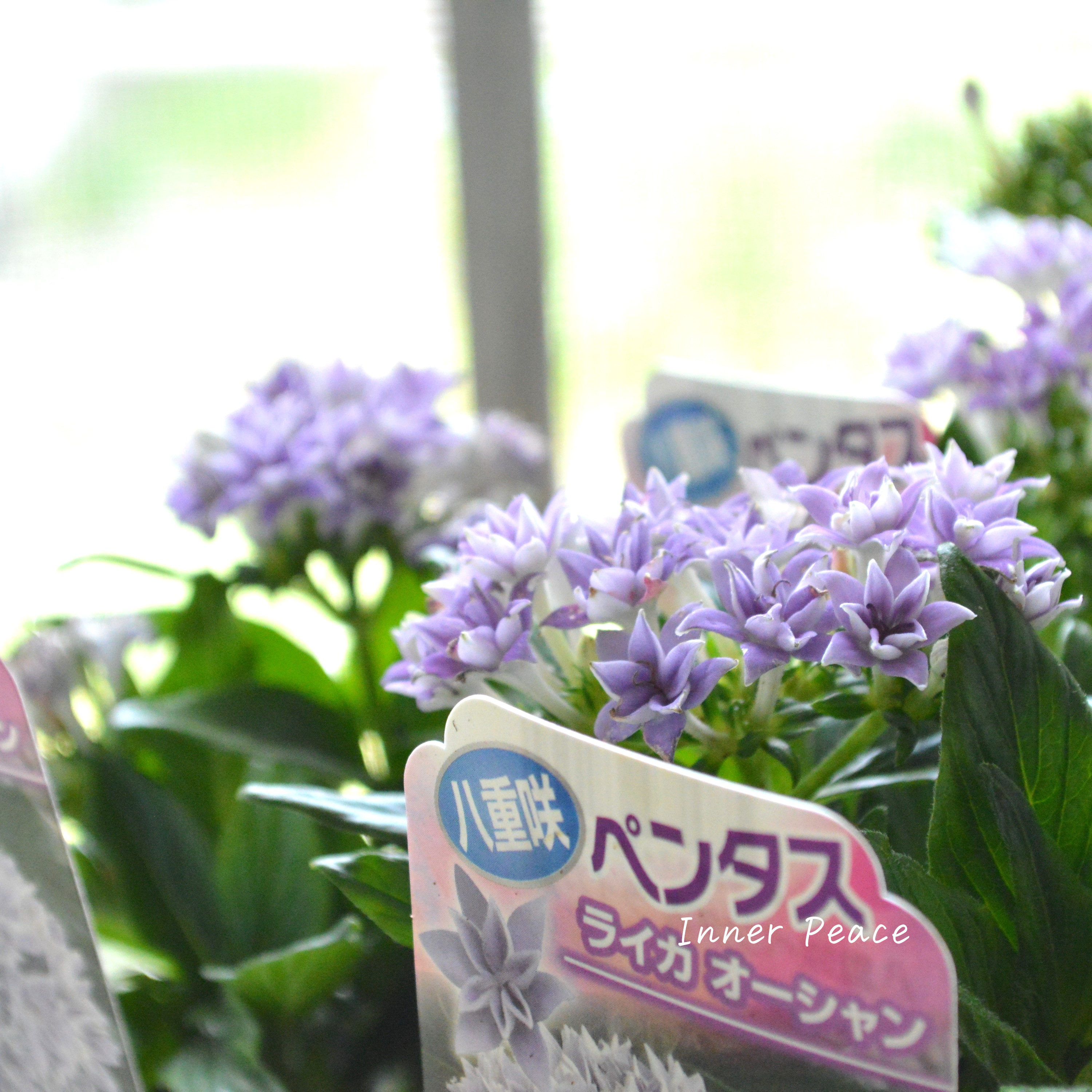 【暑さに強い】 八重咲きペンタス 『ライカ・オーシャン』 3.5寸POT