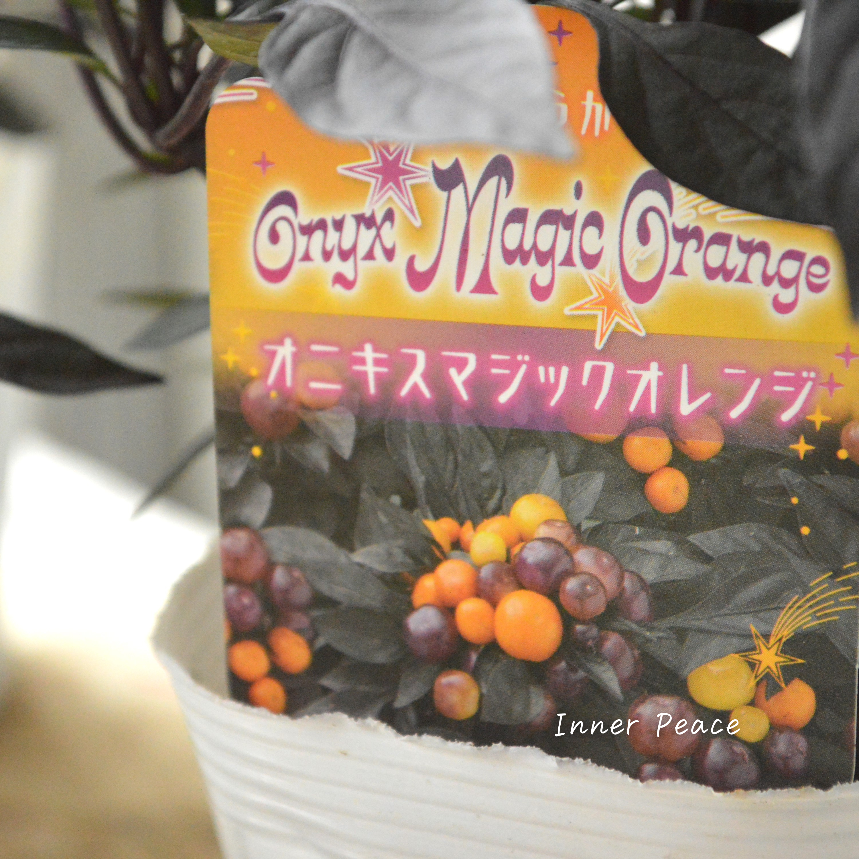 【暑さに強い】 トウガラシ 『オニキスマジックオレンジ』 3寸POT