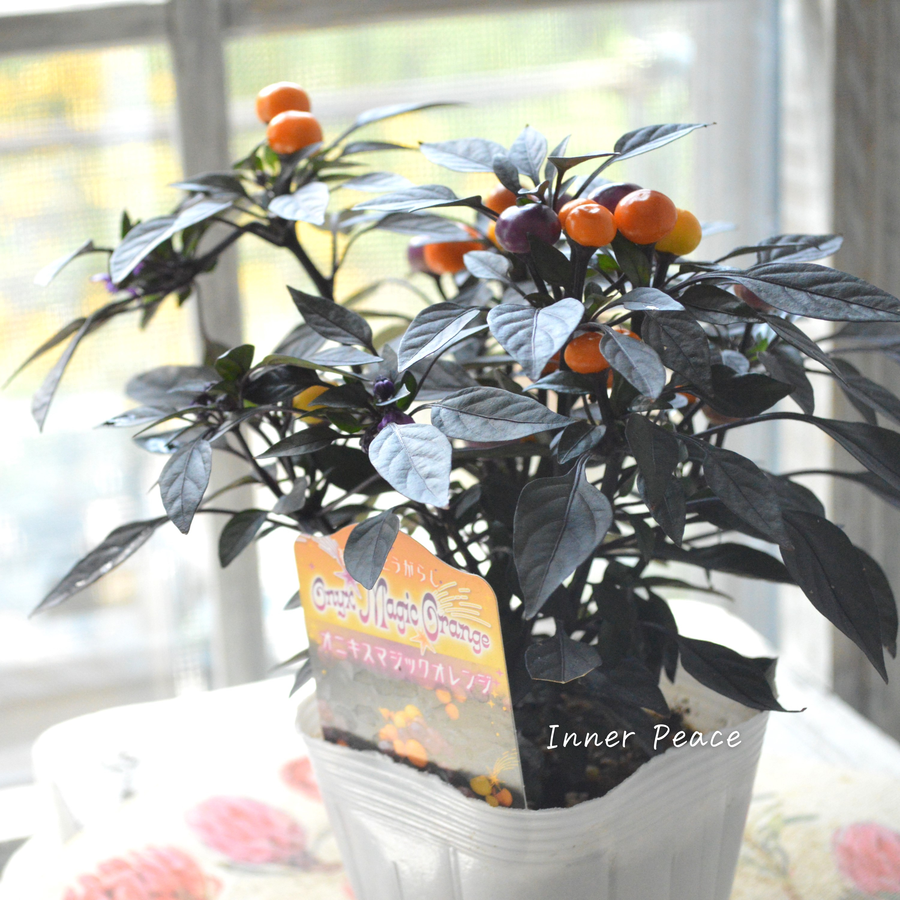 【暑さに強い】 トウガラシ 『オニキスマジックオレンジ』 3寸POT