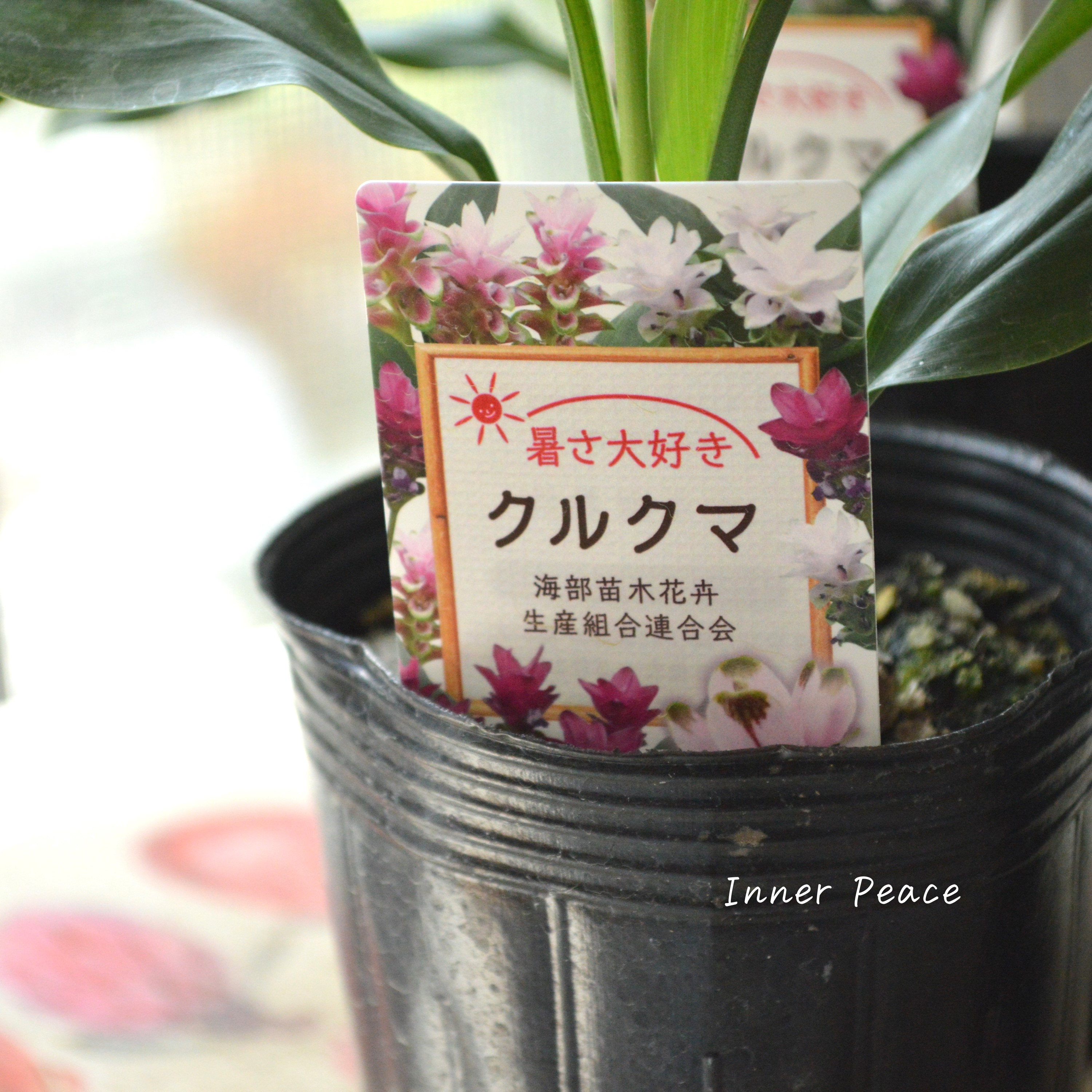 【暑さに強い】 クルクマ 『ツイスター』 3寸ロングPOT