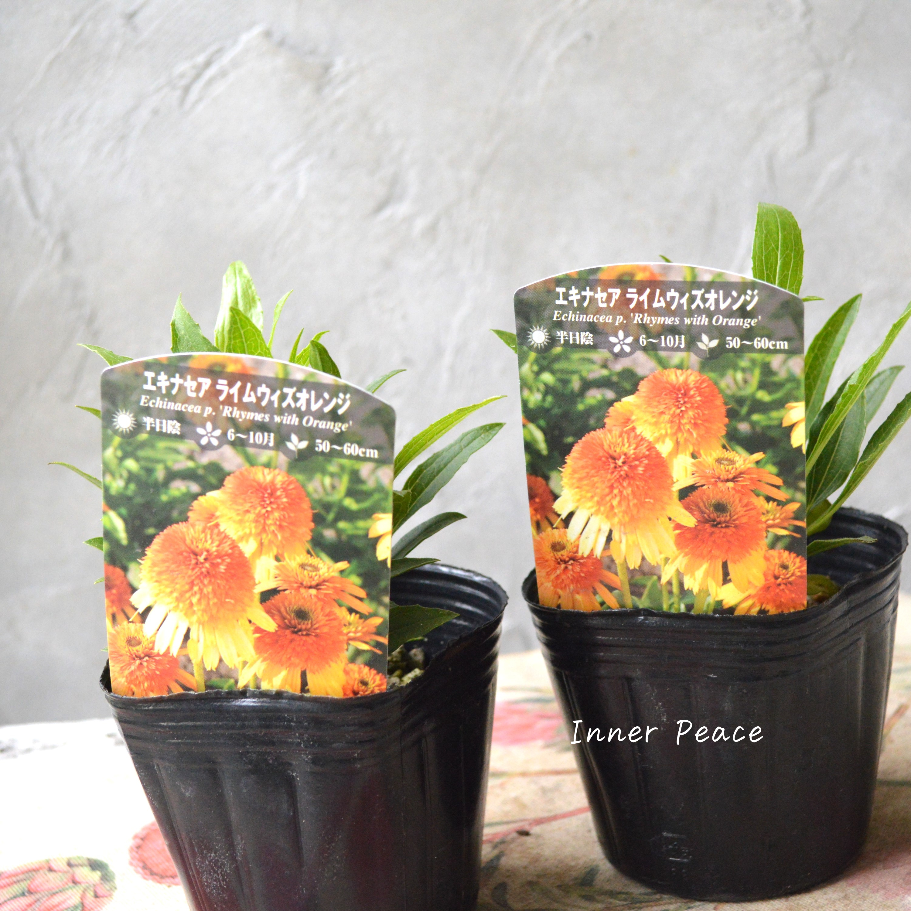 【暑さ寒さに強い】 エキナセア 『ライムウイズオレンジ』植え込み用 3寸POT
