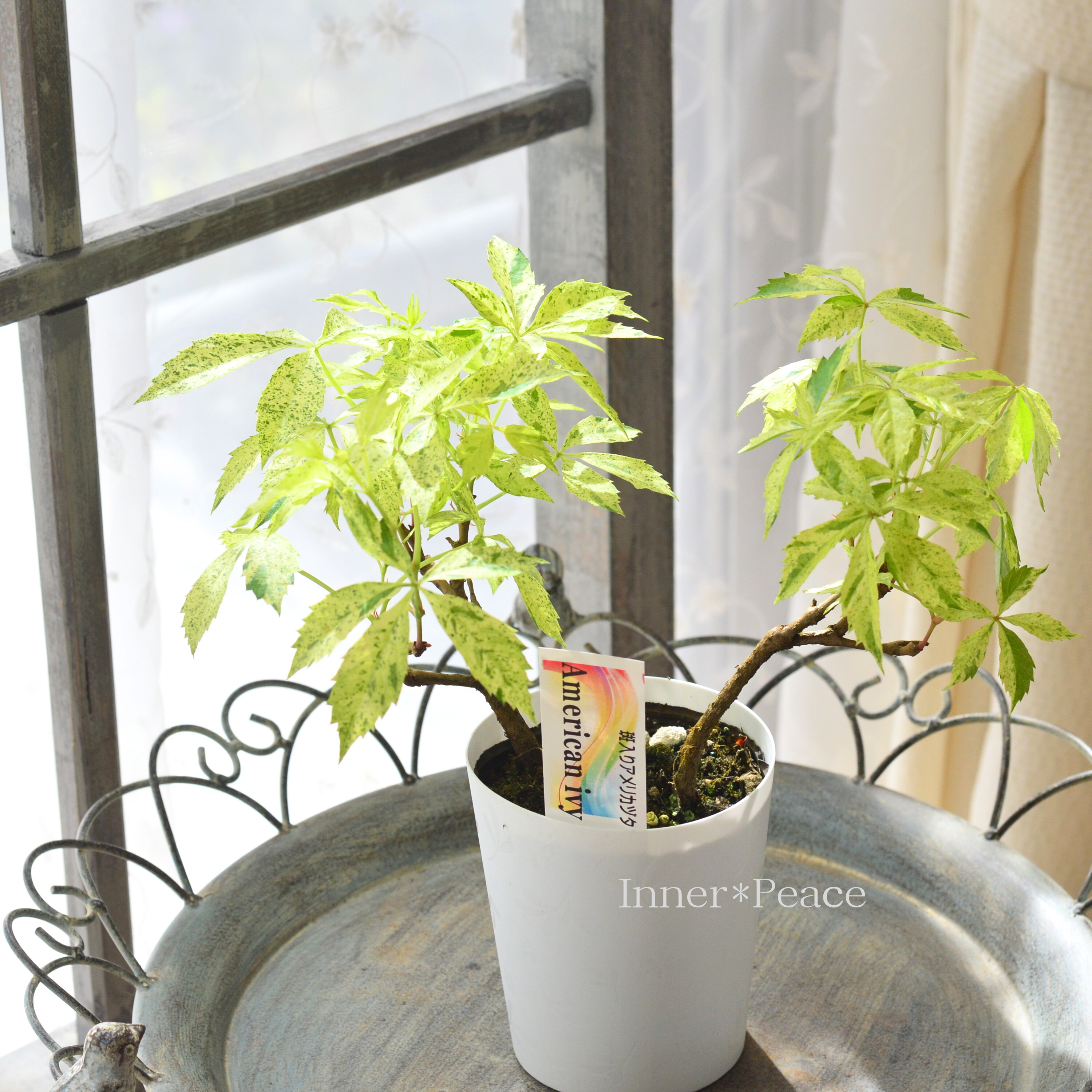 【斑入り】 アメリカヅタ 3.5寸POT