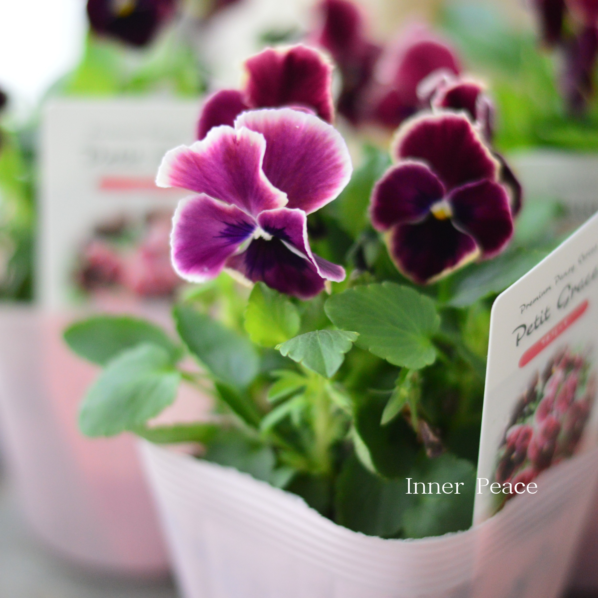 【かわいい】 パンジー 『わらく・プチグレース』 3.5寸POT