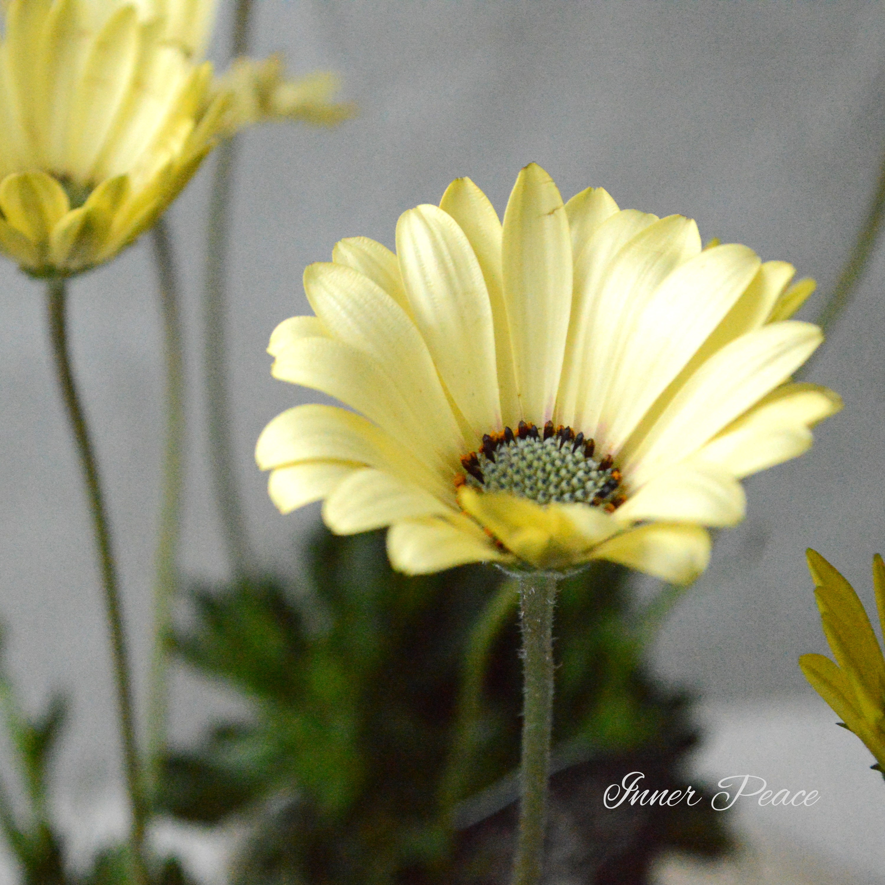 【希少】 ナラフラさんのオステオスペルマム クリームイエロー系 3寸ロングPOT