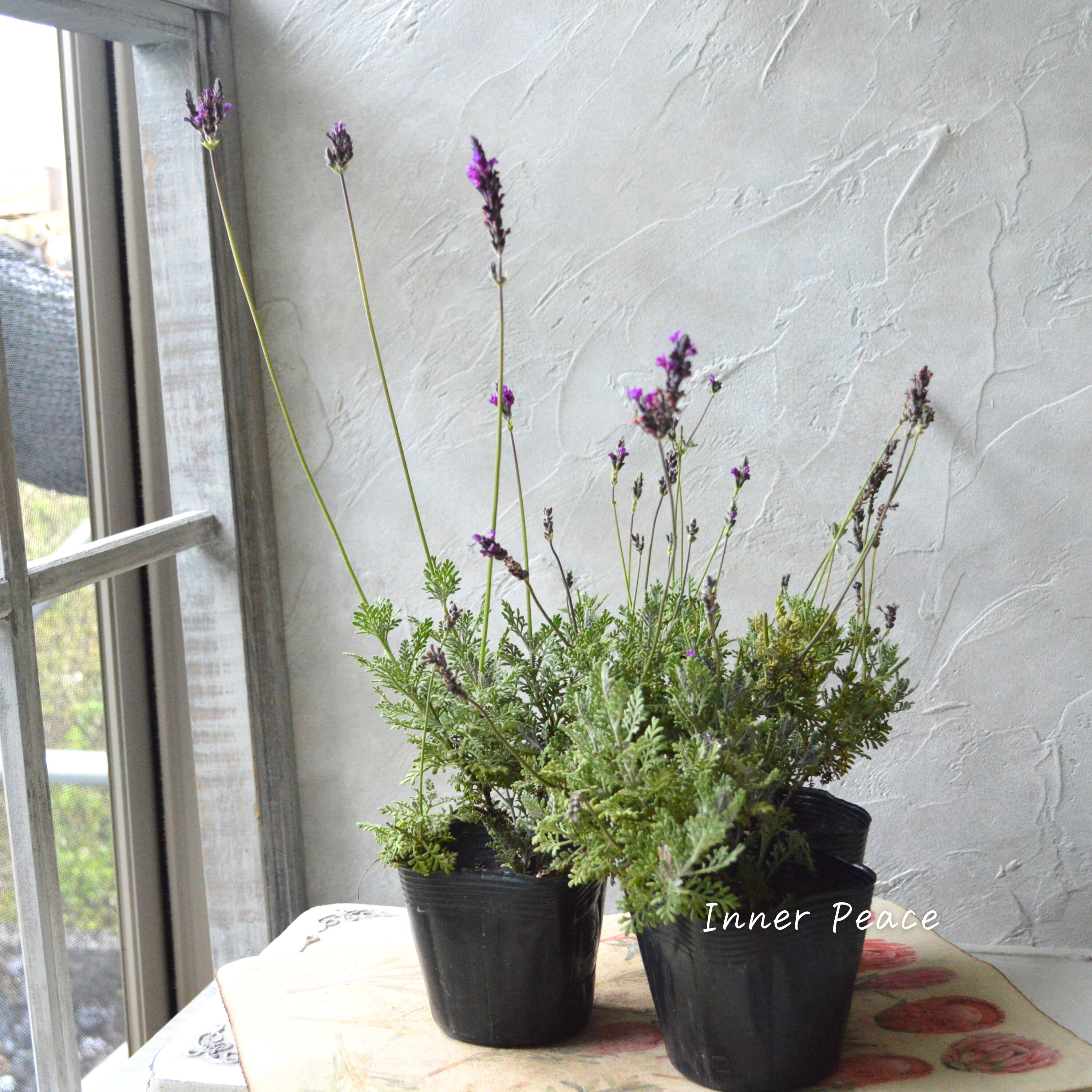 【希少】 レースラベンダー 『バイオレットフィズ』 3寸POT