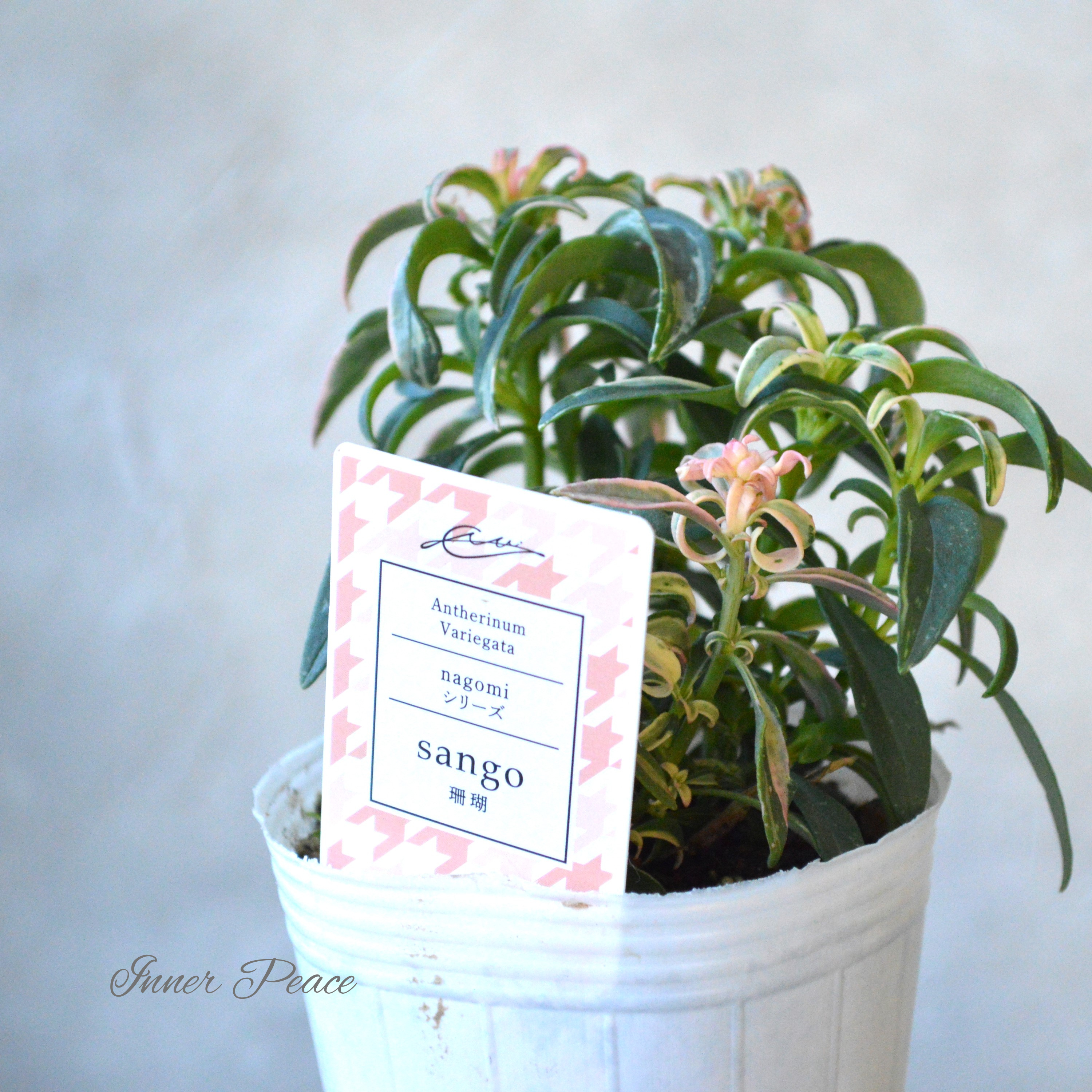 【希少】 キンギョソウ 『nagomiシリーズ・珊瑚』 2.5寸POT