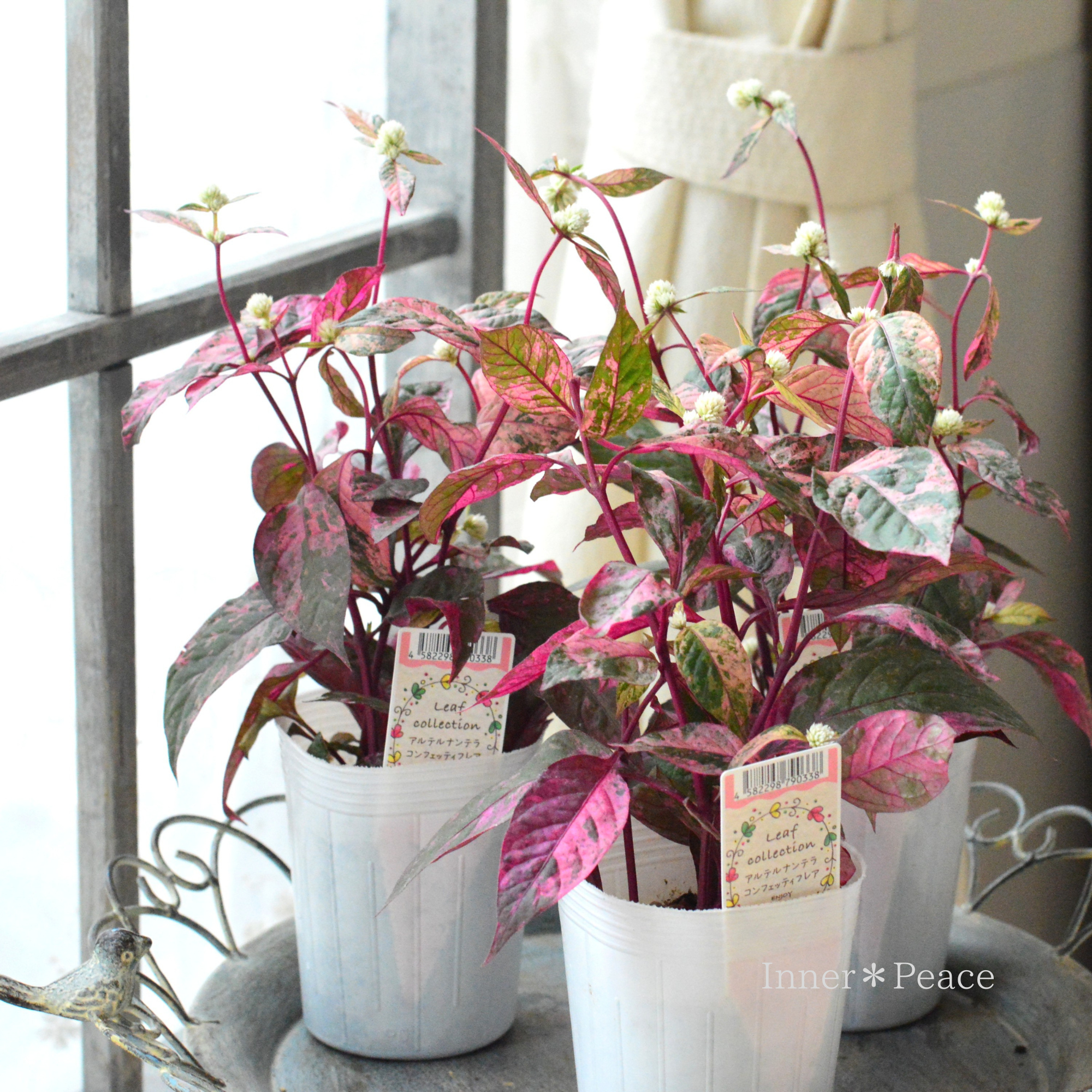 【3本植え】 アルテルナンテラ 『コンフェッティフレア』 3寸ロングPOT