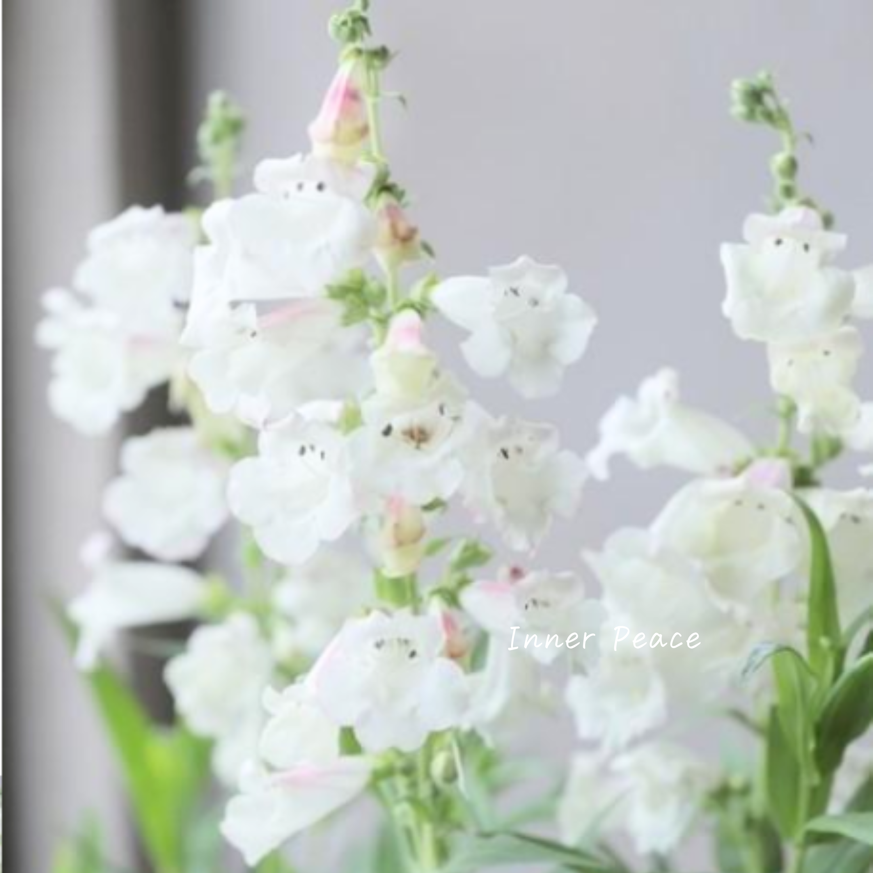 【宿根草】 ペンステモン 『アップルブロッサム』植え込み用 3.5寸POT