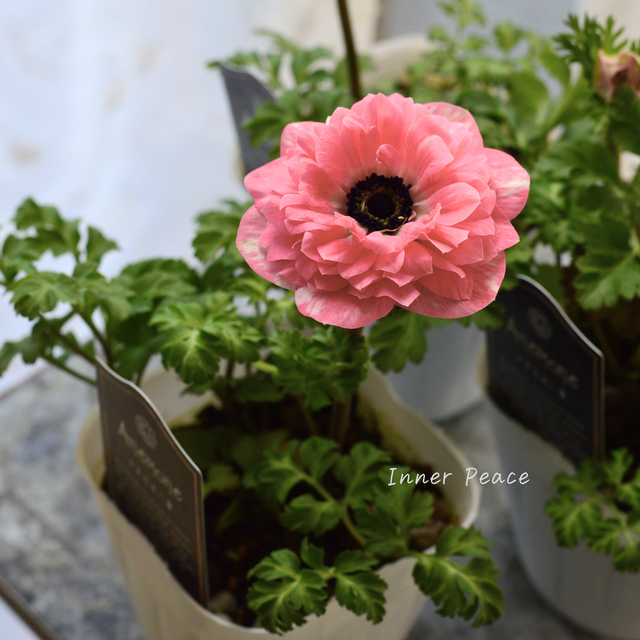 八重咲き】 アネモネ 『クラシカルピンク』 3寸POT