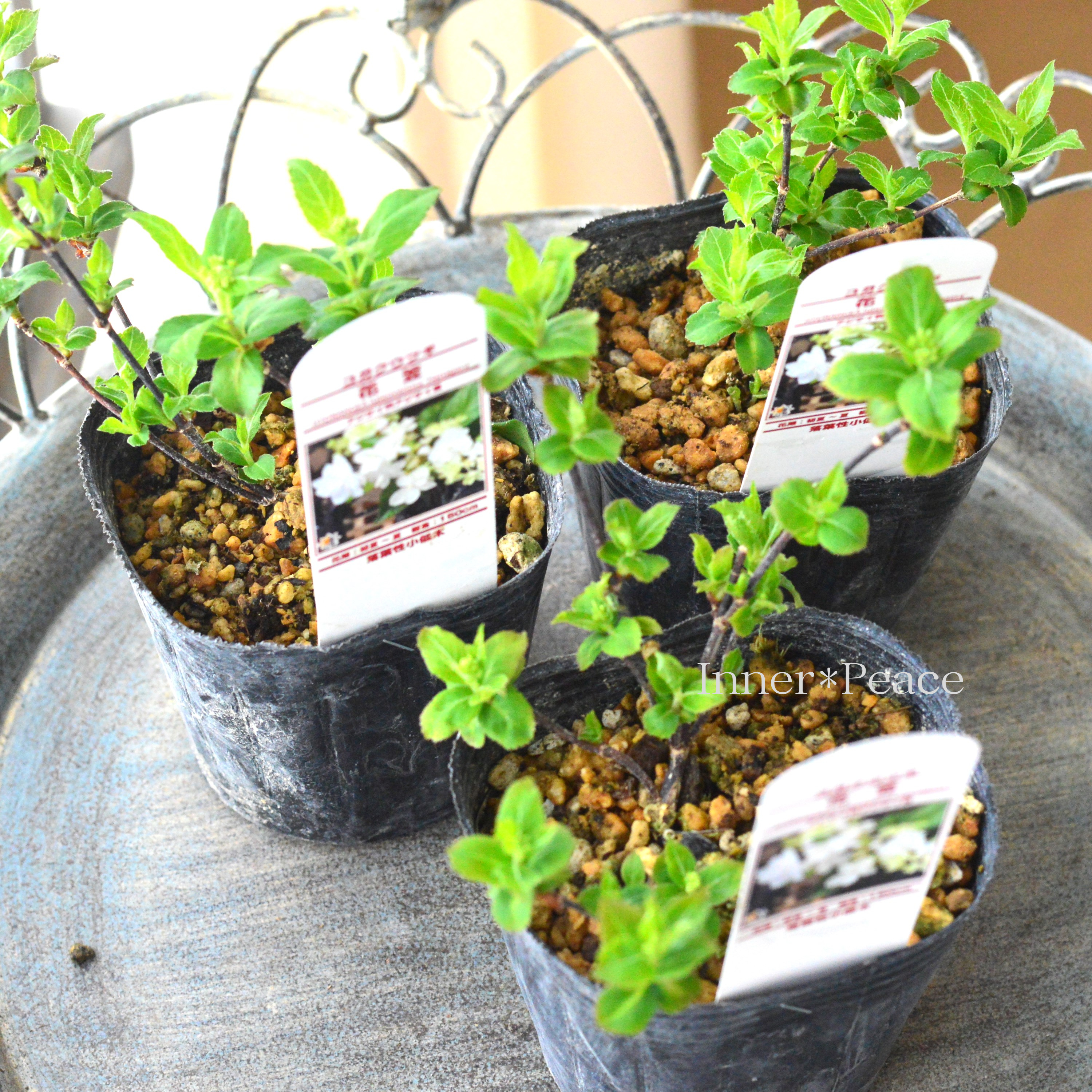 【美しい】山紫陽花 コガクウツギ 『花笠』 3寸POT