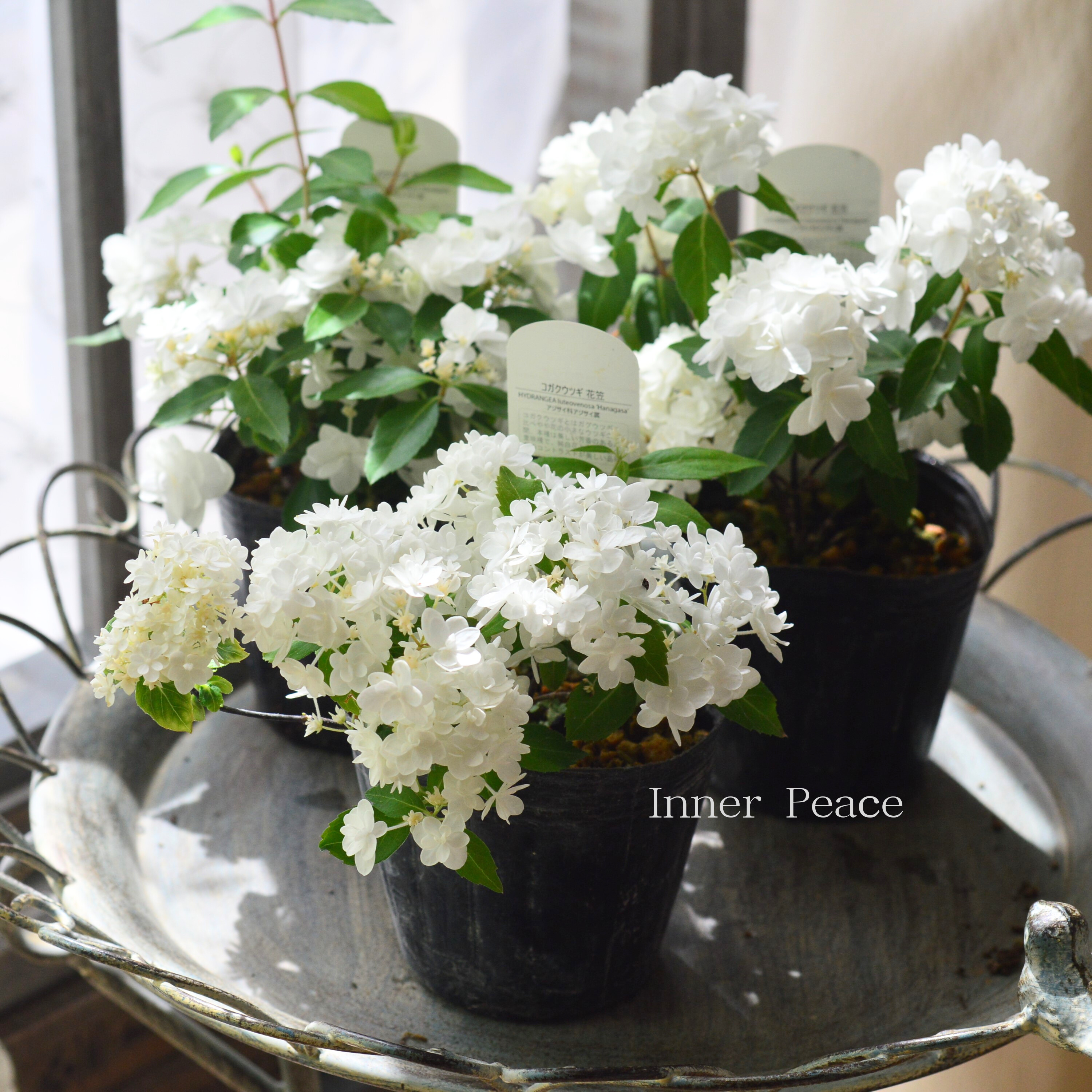 【美しい】山紫陽花 コガクウツギ 『花笠』 3寸POT
