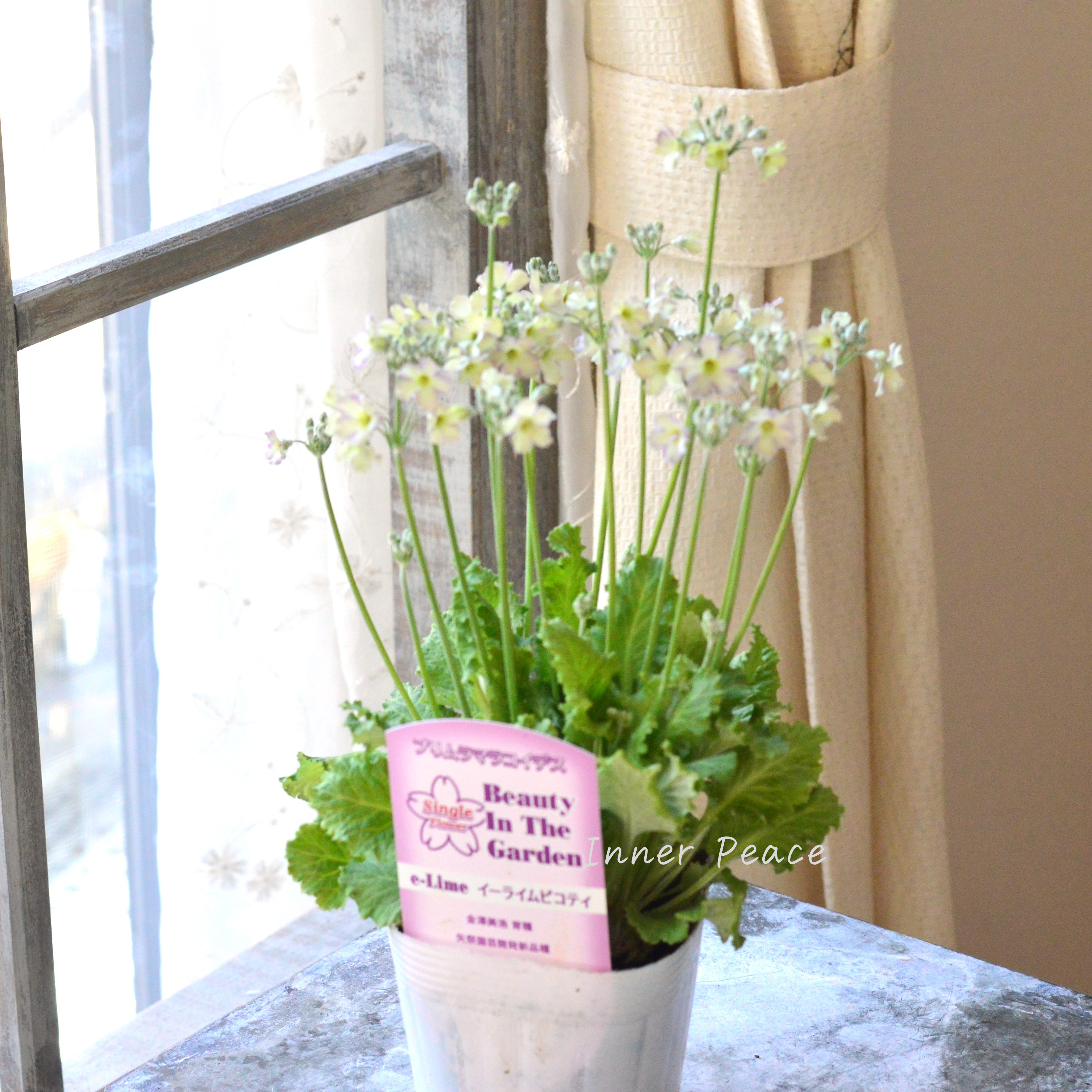 【可憐】 プリムラ マラコイデス 『イーライムピコティ』 3.5寸POT