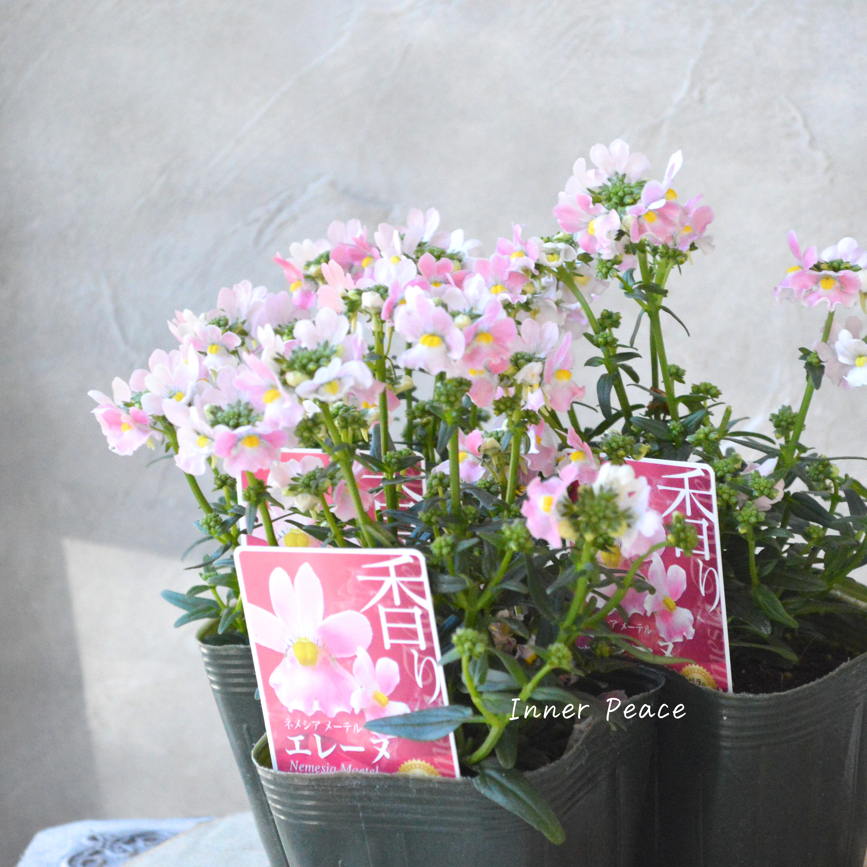 【ゲブラさん】 ネメシア・メーテル 『エレーヌ』 3.5寸POT