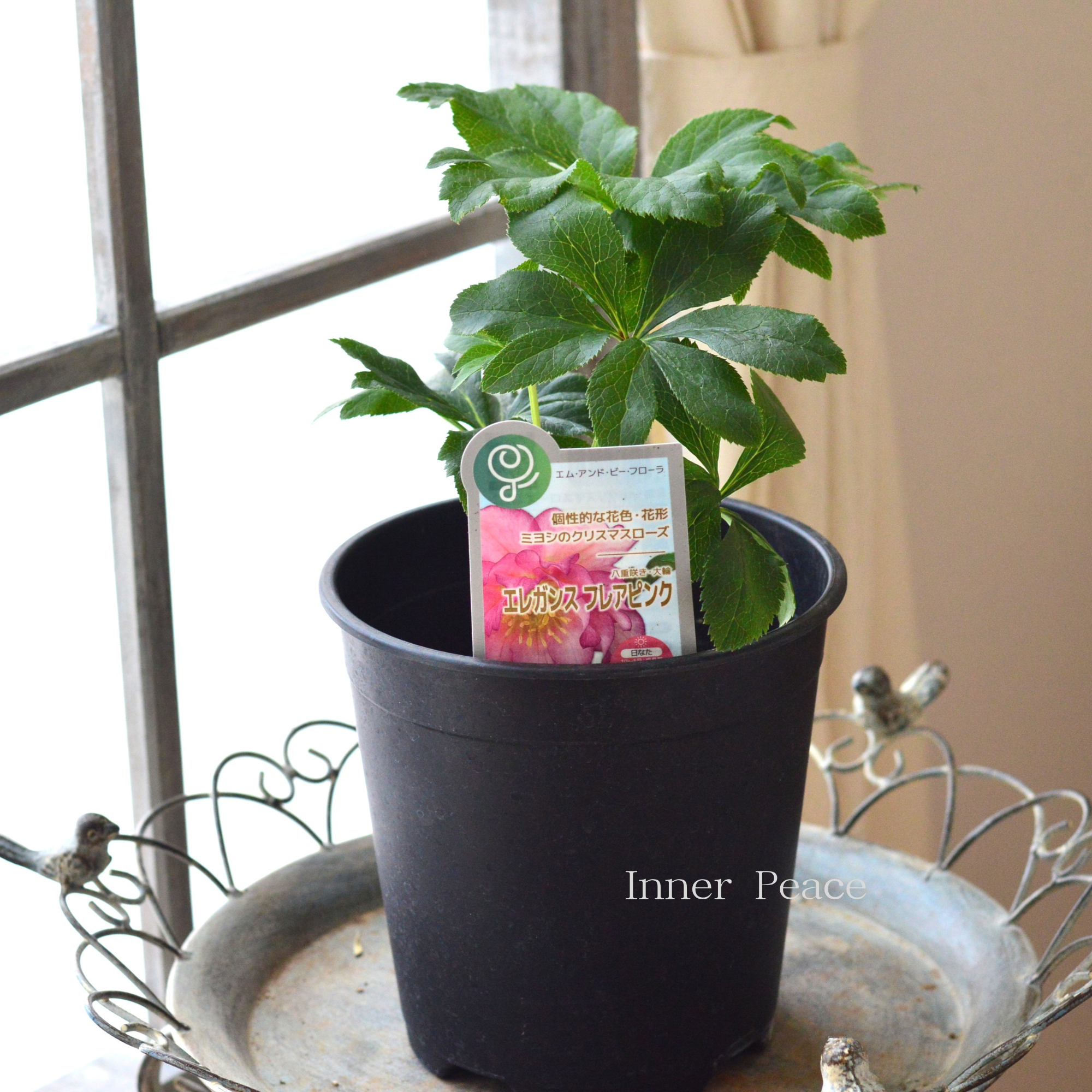 【ミヨシ】 クリスマスローズ 『エレガンスフレアピンク』 6号鉢