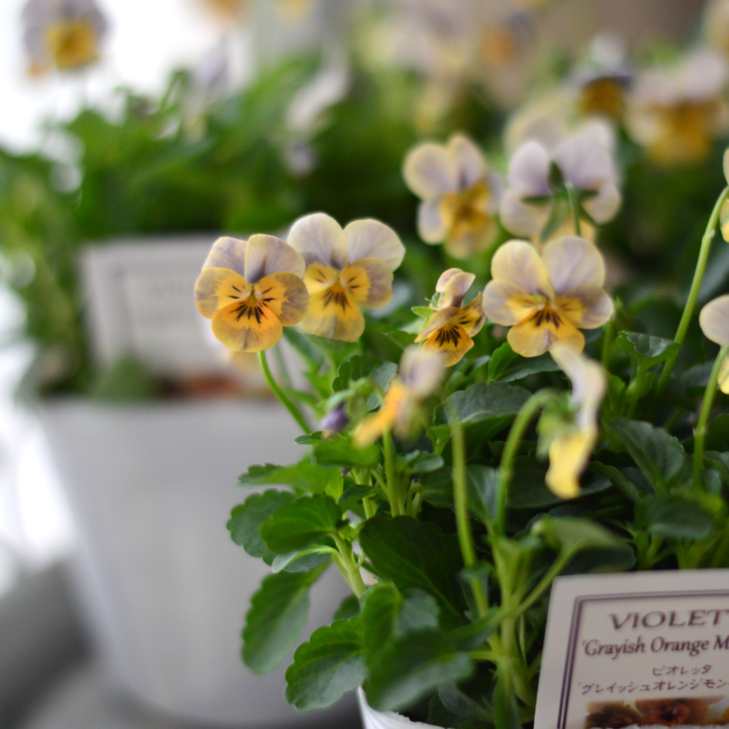 【かわいい】 小輪ビオラ ビオレッタ 『グレイッシュオレンジモンキーズ』 3.5寸POT