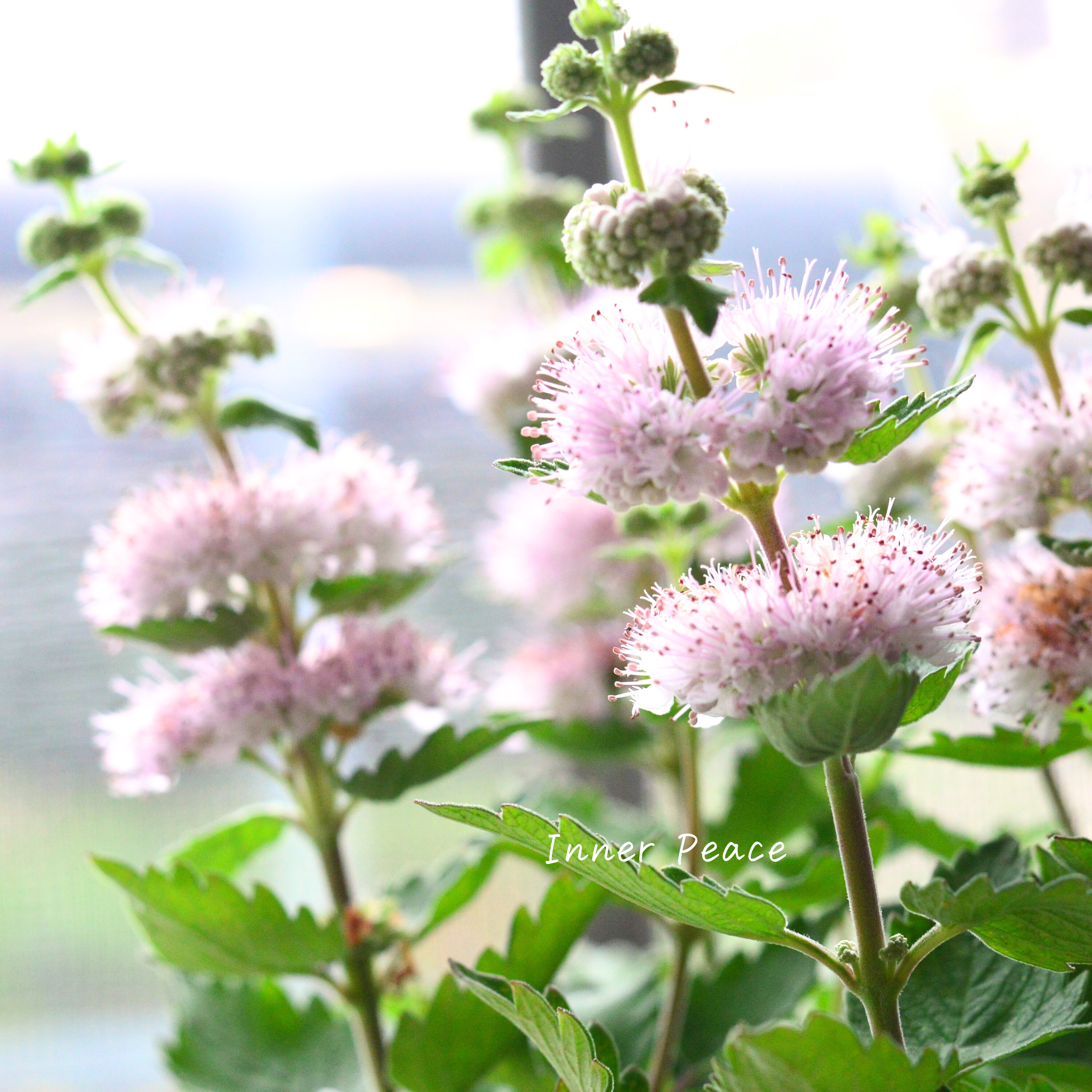 【宿根】 カリオプテリス 『パビリオン・ピンク』 3寸ロング寸POT
