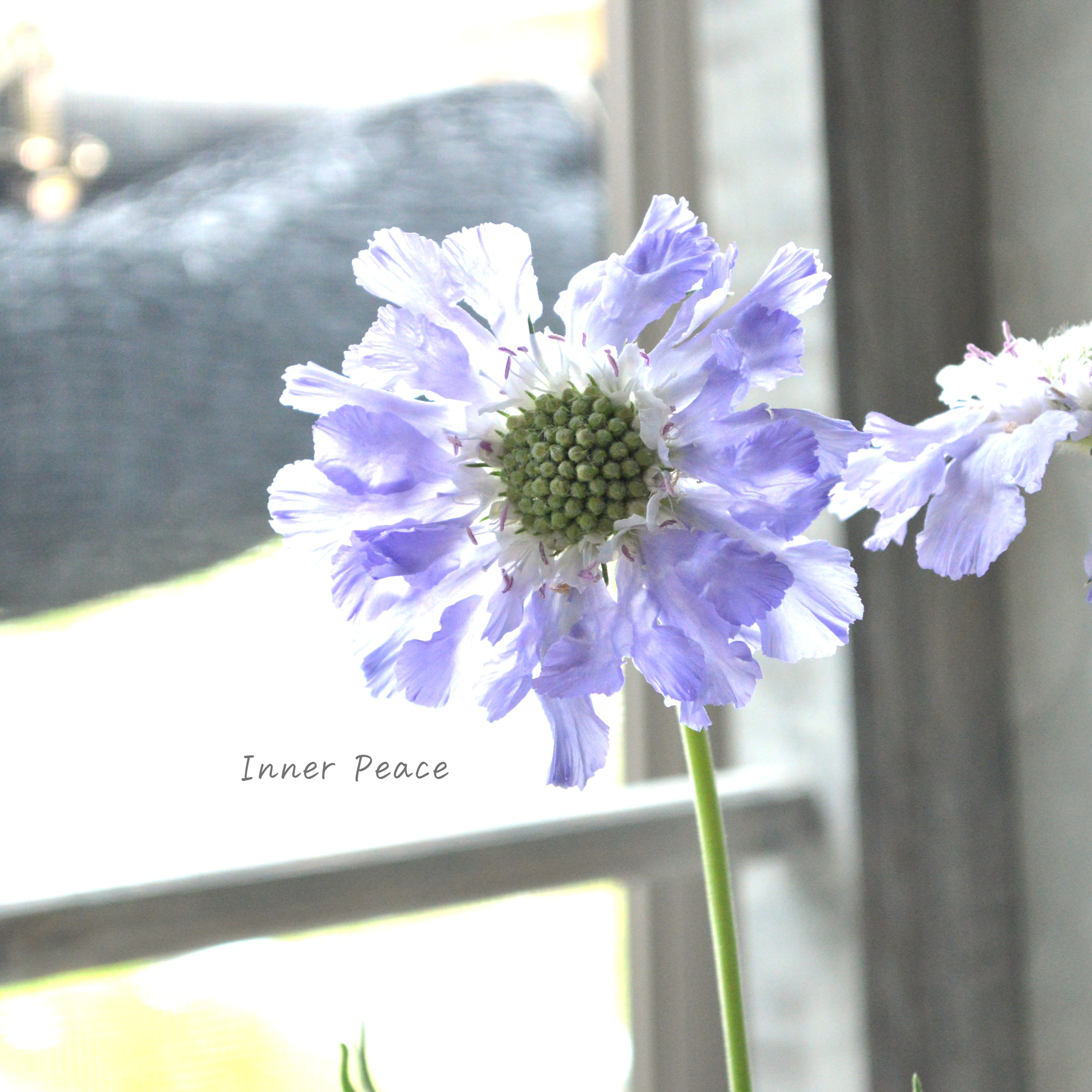 【大輪】 スカビオサ 『パーフェクタ・ブルー系』 3.5寸POT