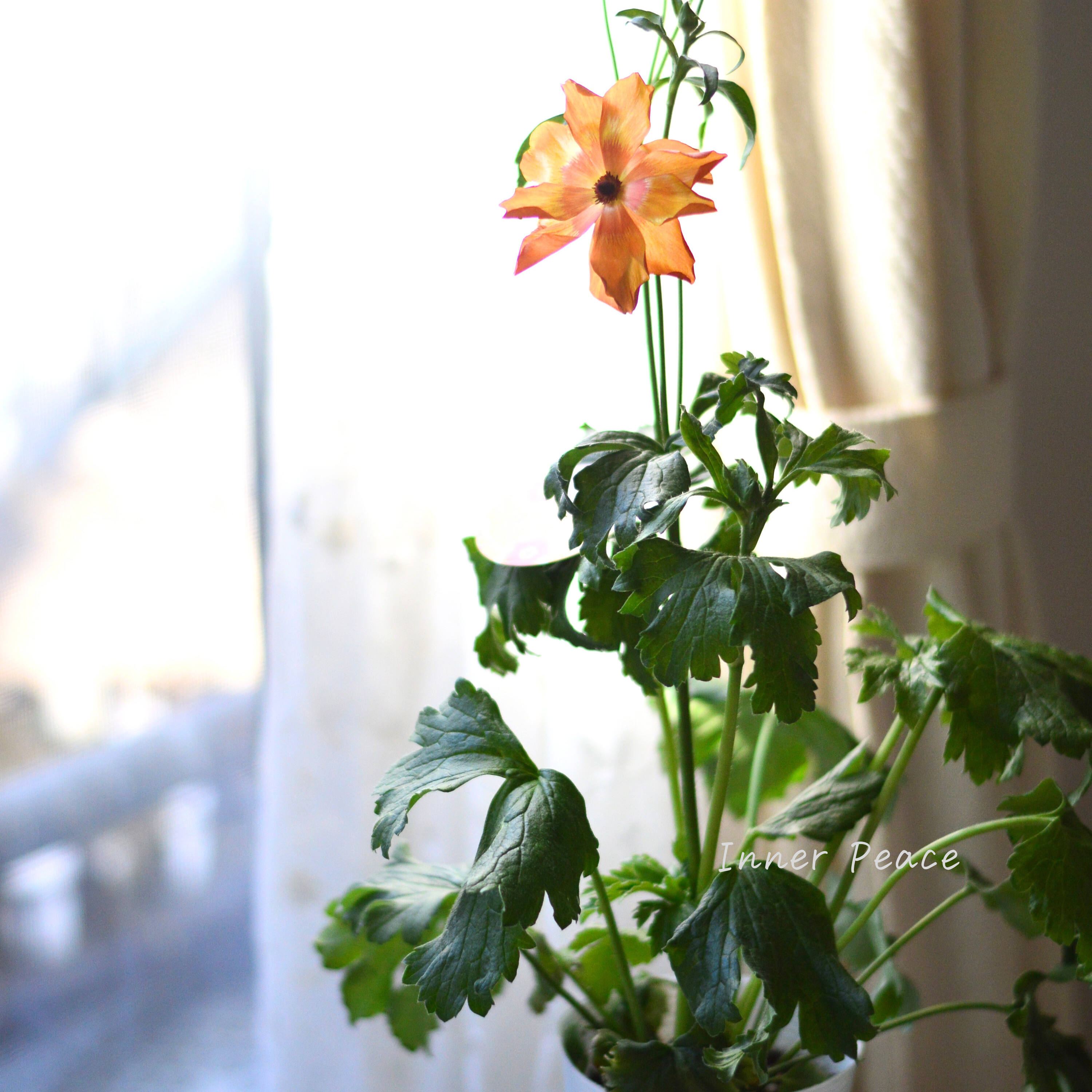 【美しい】 ラナンキュラス・ラックス 『ミノアン』 4寸POT