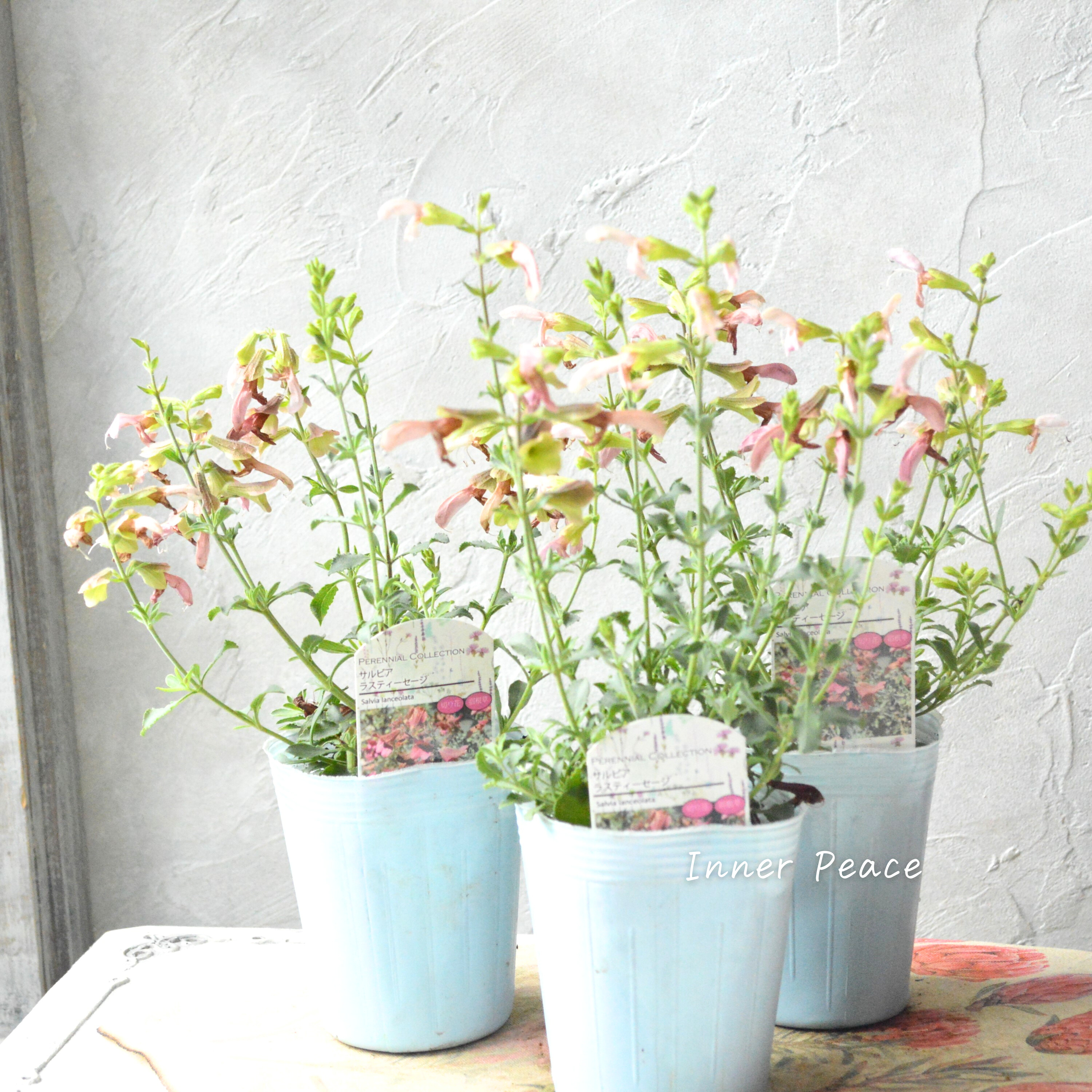 【宿根】 サルビア 『ラスティーセージ』 3寸POT