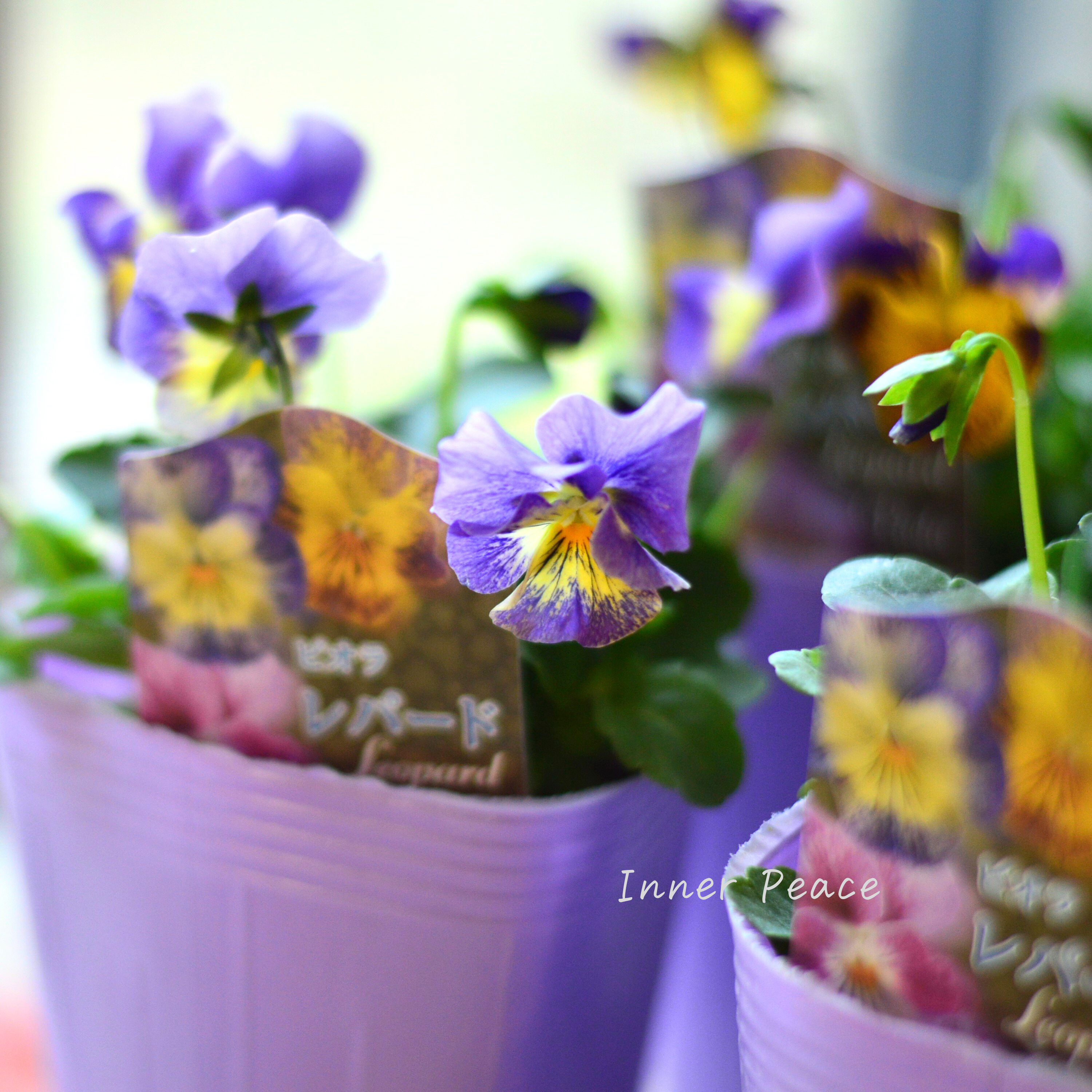 【花夢園芸さん】 ビオラ 『レパード・Cタイプ』 3寸ロングPOT