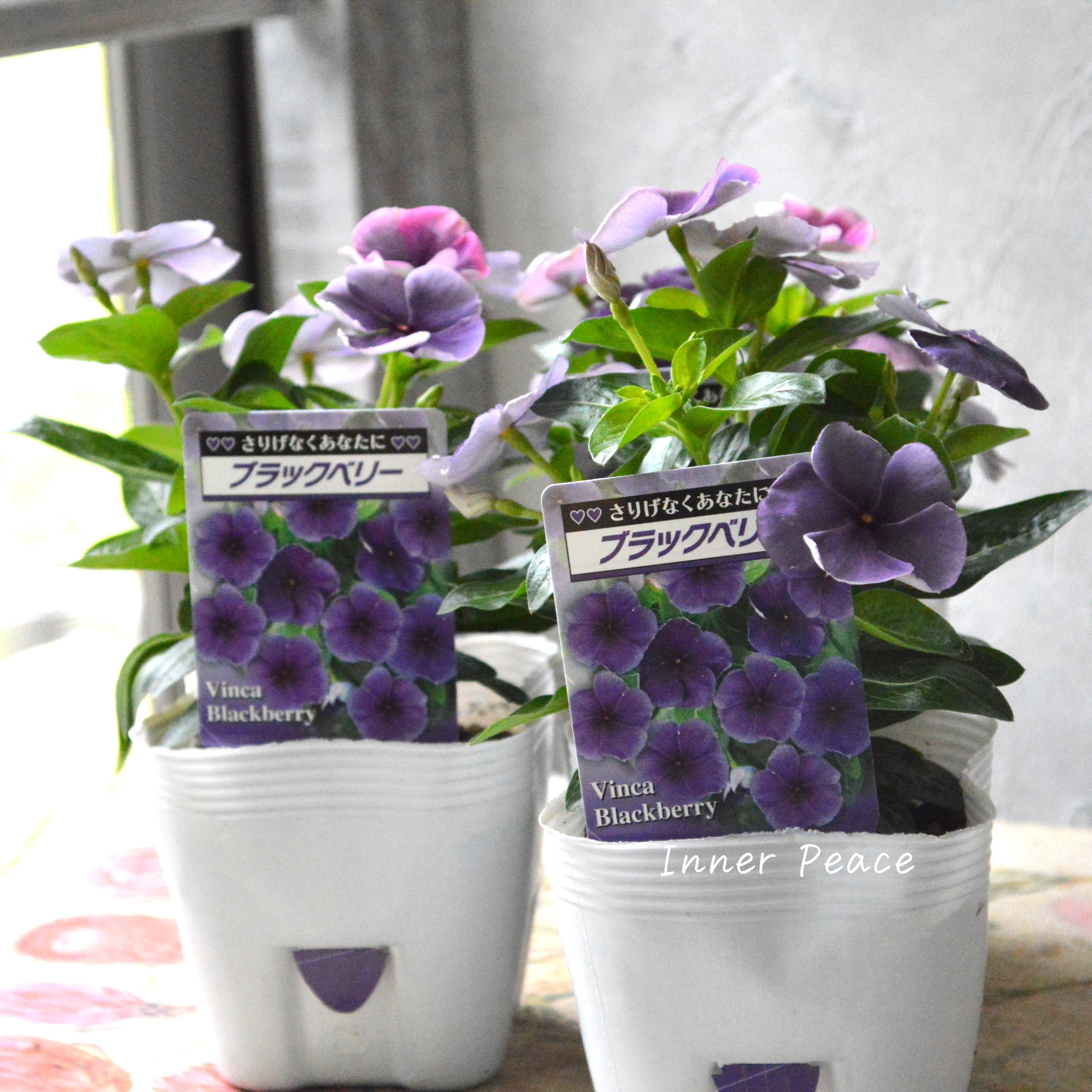 【北島園芸さん】 ニチニチソウ 『ブラックベリー・スモーキー』 3.5寸POT