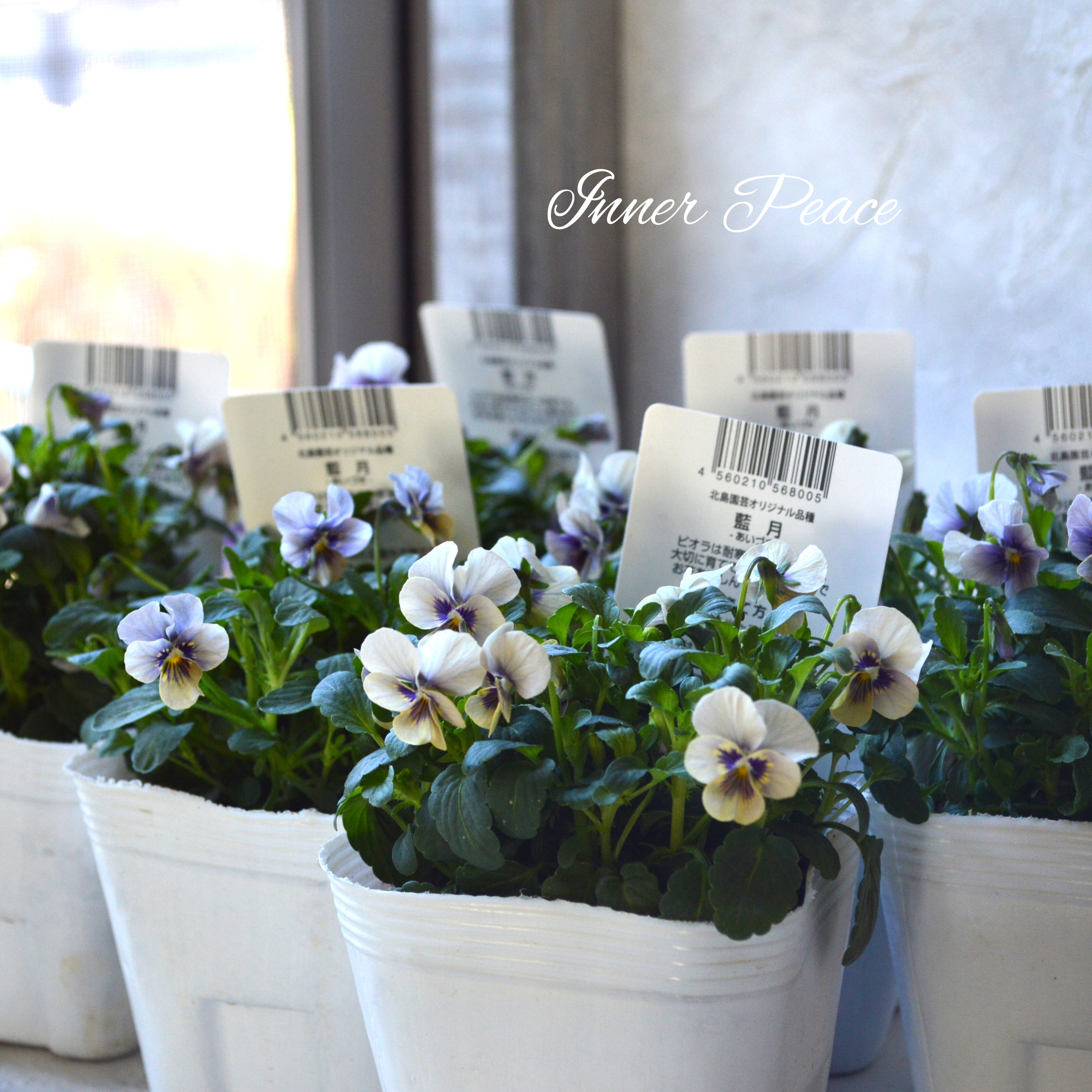 【希少】 北島園芸さんのビオラ 『藍月』 3.5寸POT