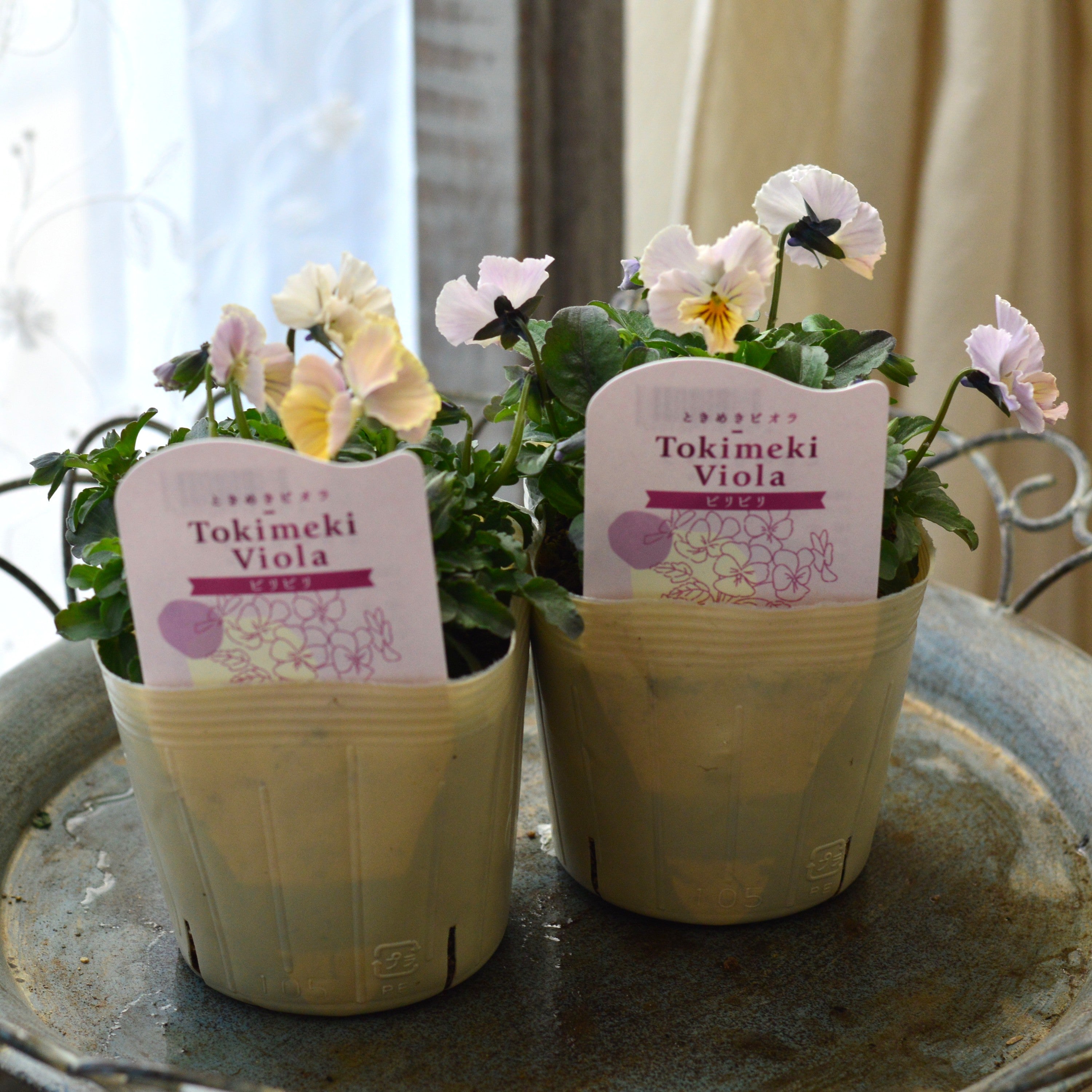 【奥田園芸さん】 ときめきビオラ 『ビリビリ』 3.5寸POT