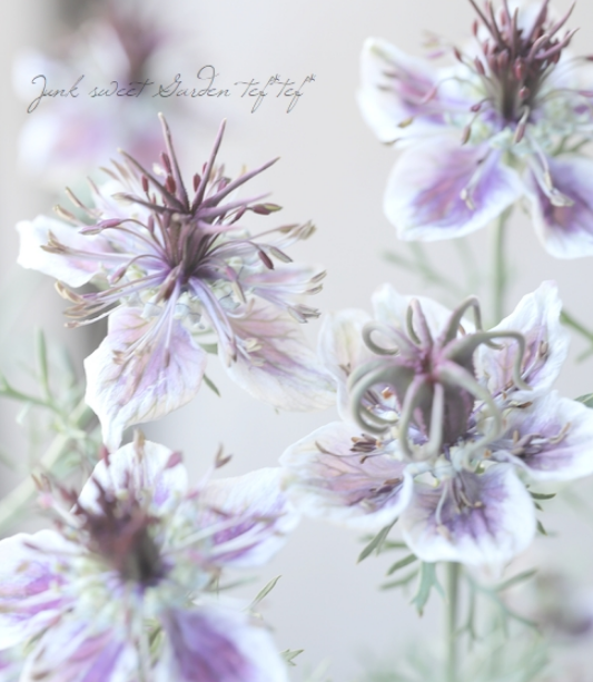 【オシャレ】 ニゲラ 『デルフトブルー』植え込み用 3寸POT