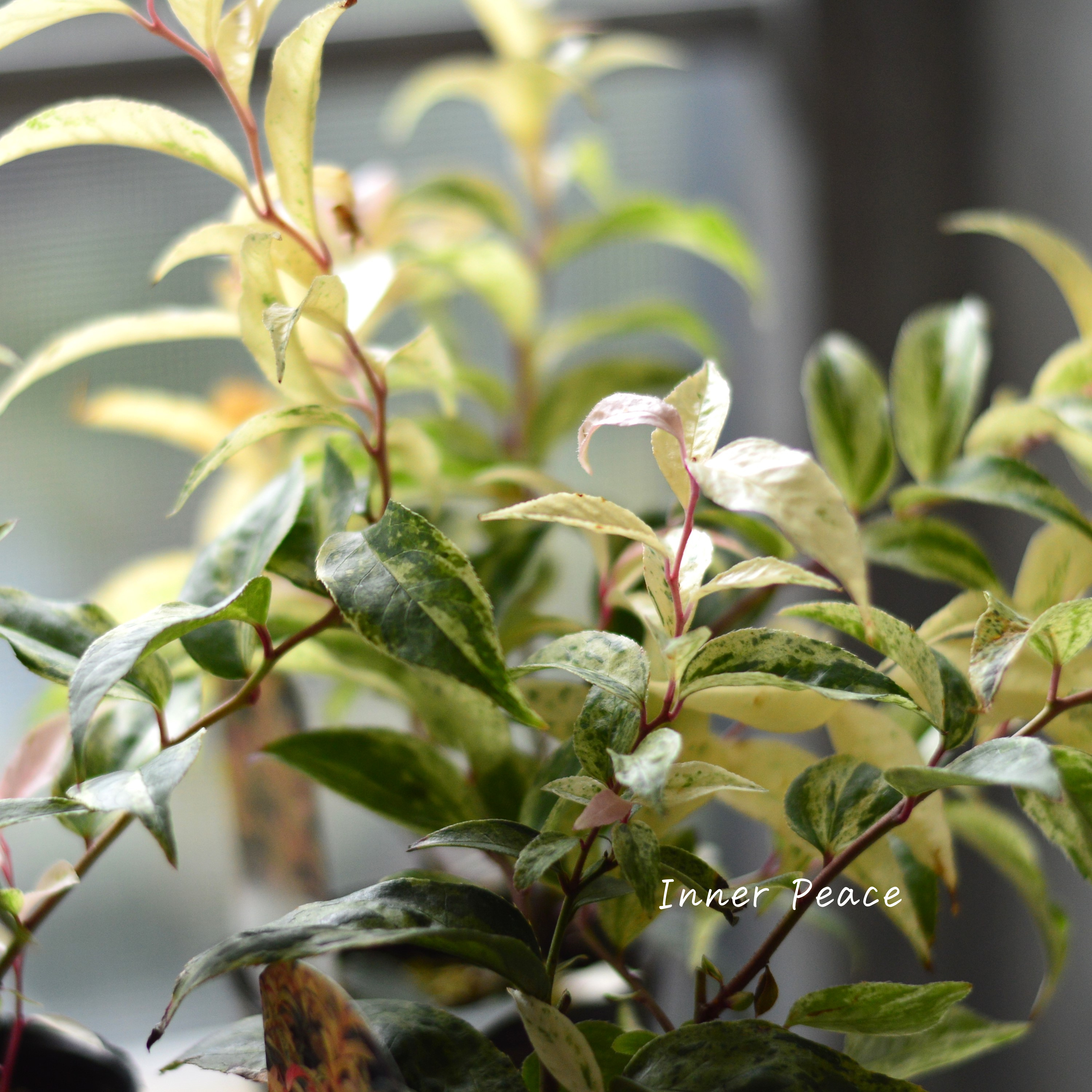 【斑入り】 ルコテー(西洋イワナンテン) 『レインボー』 3寸ロングPOT