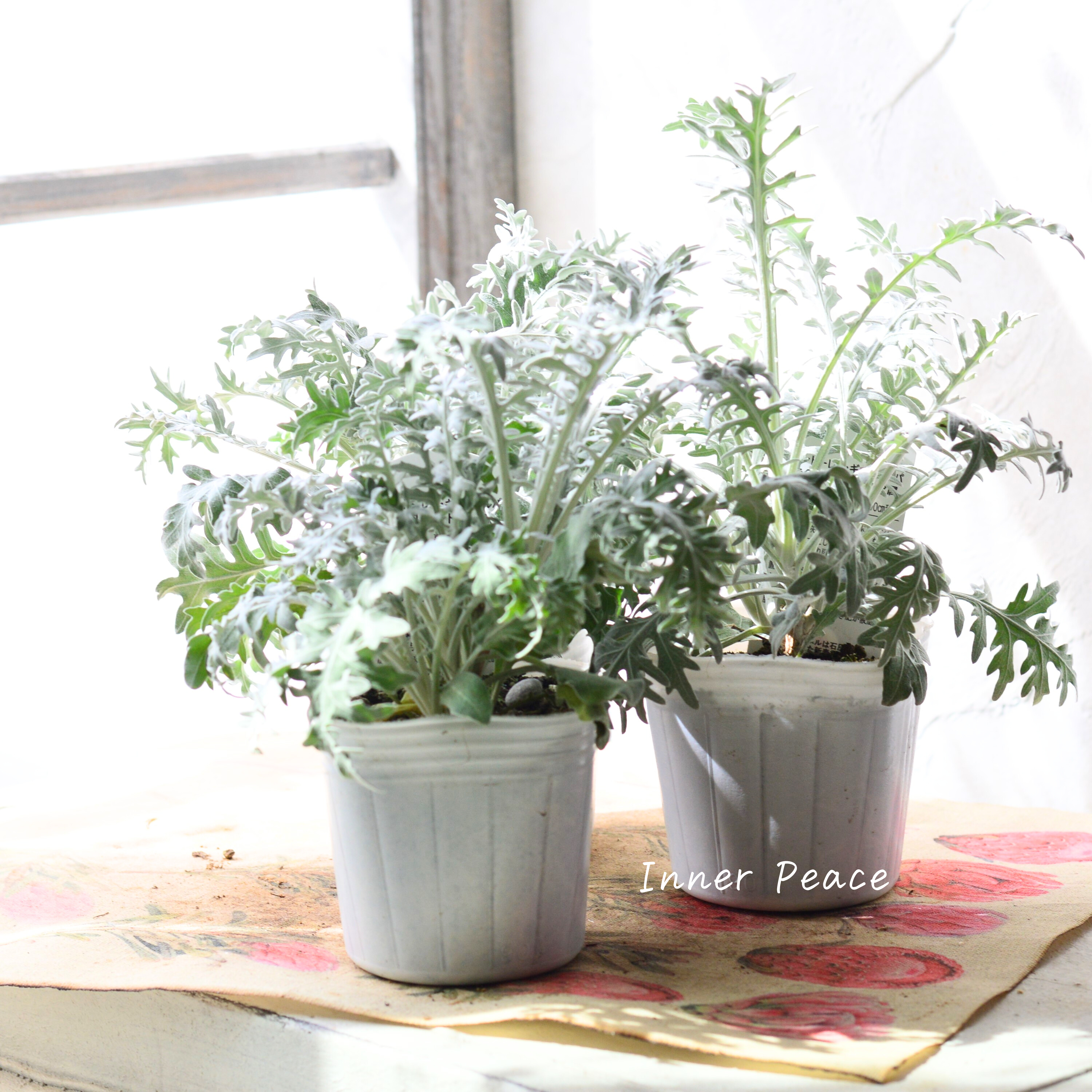 【暑さ寒さに強い】 セントーレア 『ギムノカルパ』 3寸POT