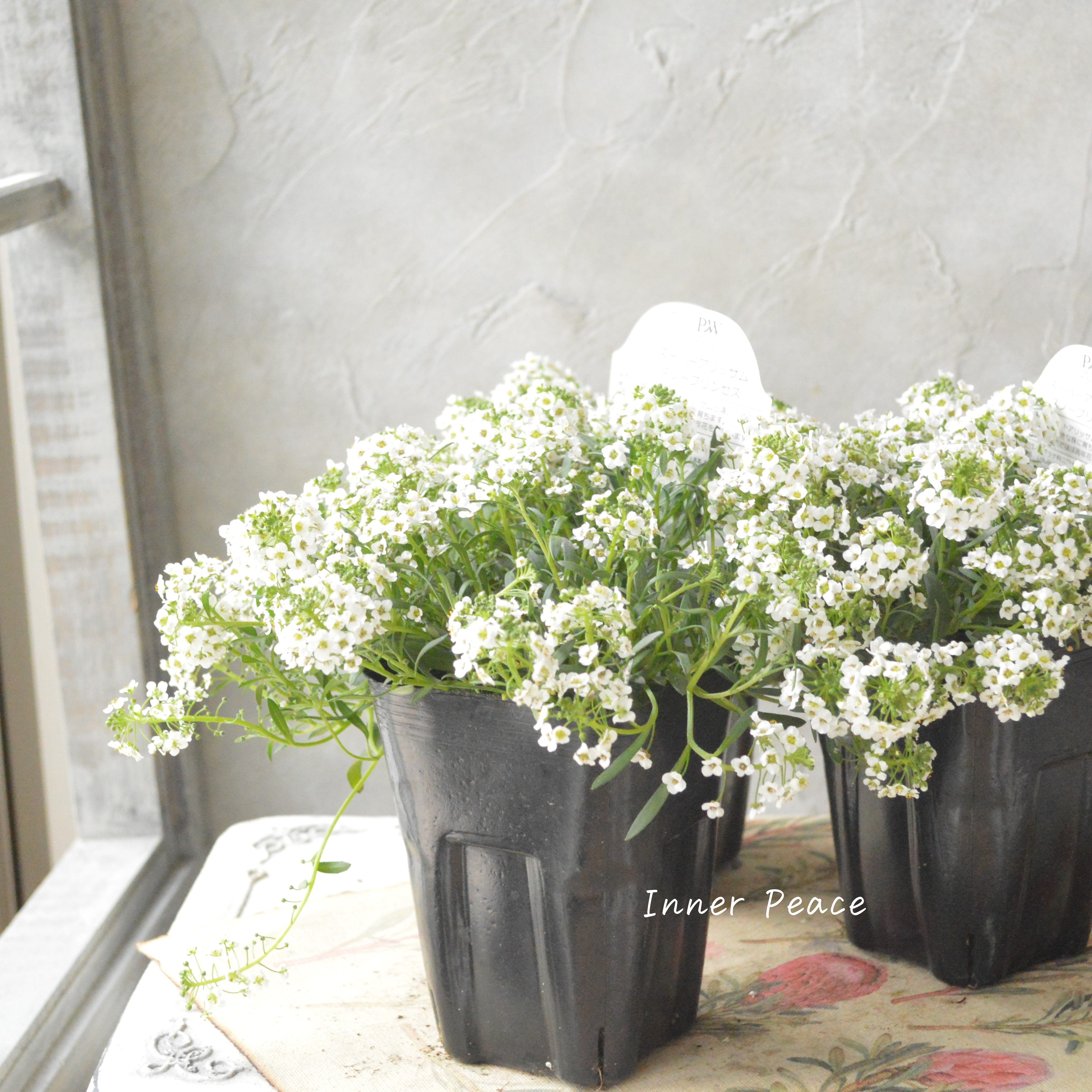 【PW】 Sale! スーパーアリッサム 『スノープリンセス』 3寸POT