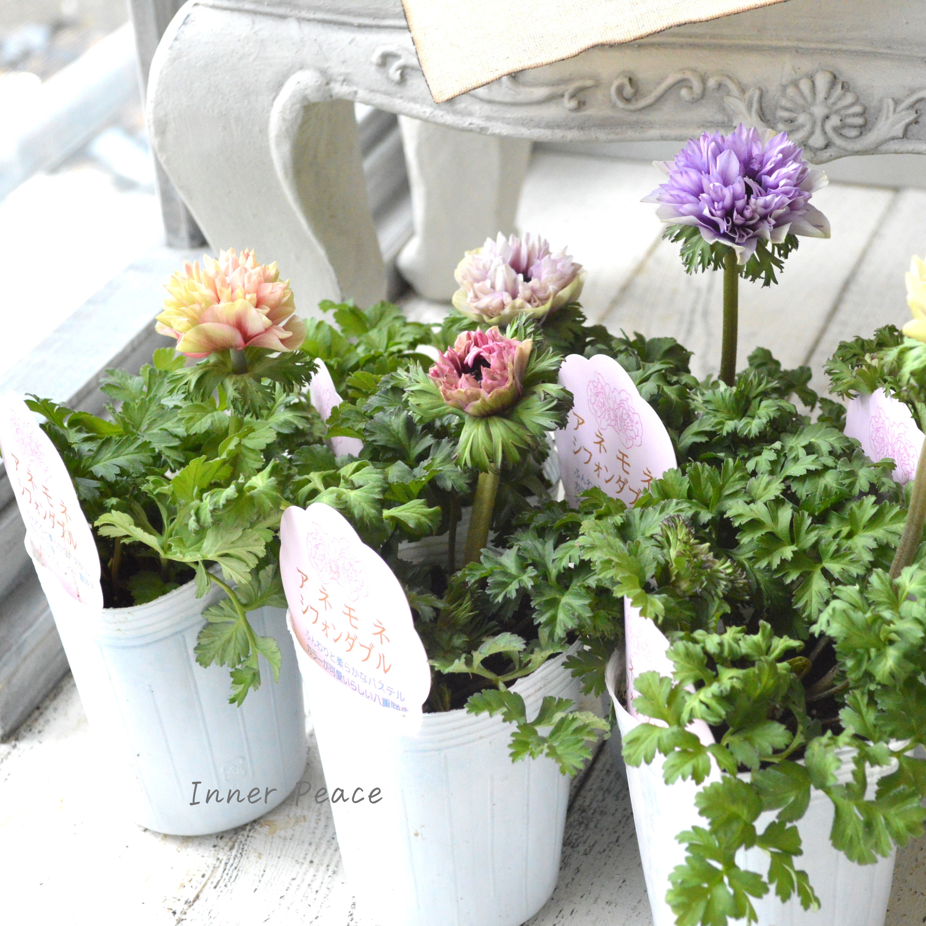 【神花園さんオリジナル】Sale!! 八重咲きアネモネ 『シフォンダブル』 3.5寸POT