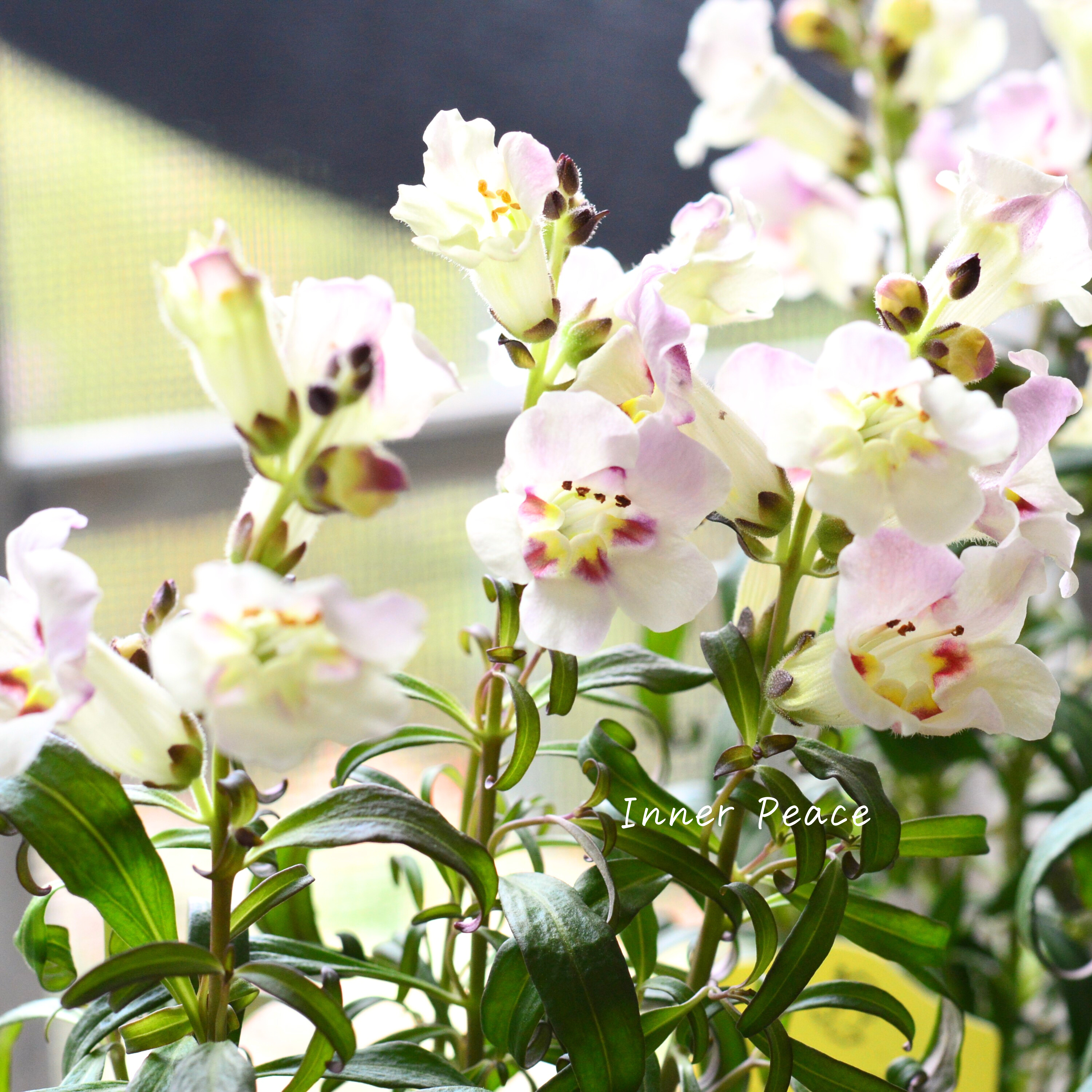 【かわいい】 キンギョソウ 『アンティキティ レモン』 3寸POT