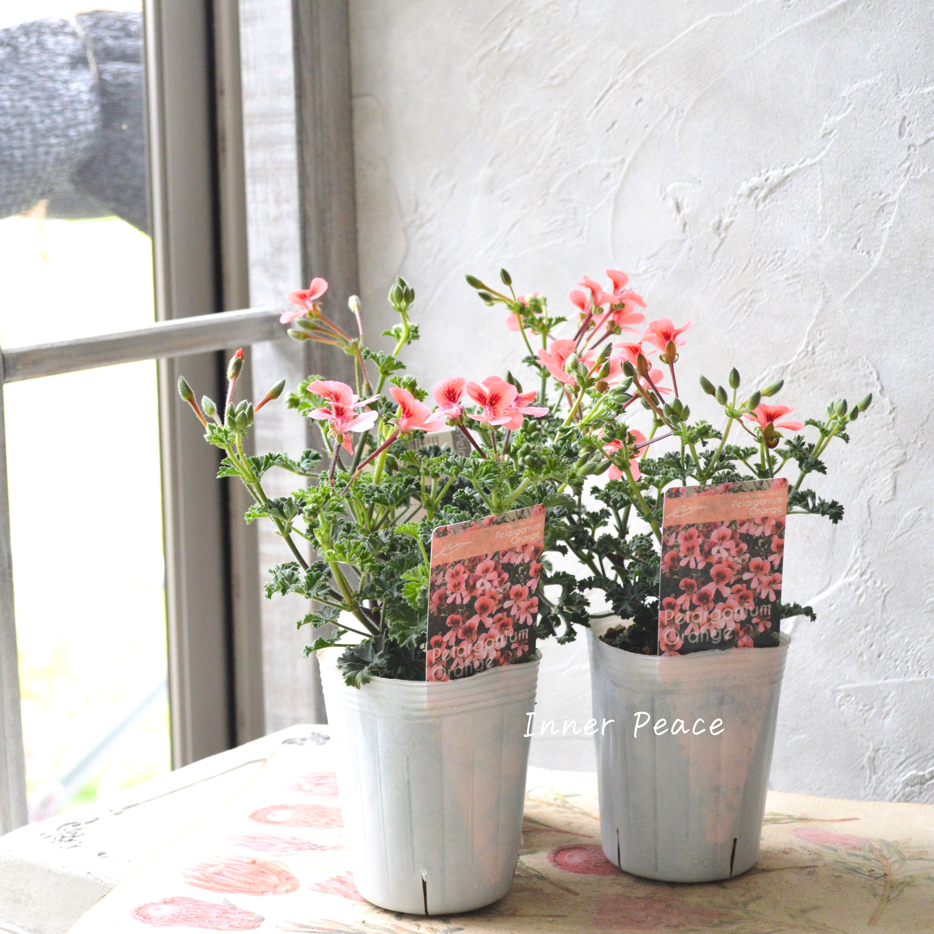 【大人かわいい】 ペラルゴニウム 『オレンジ』 3寸ロングPOT