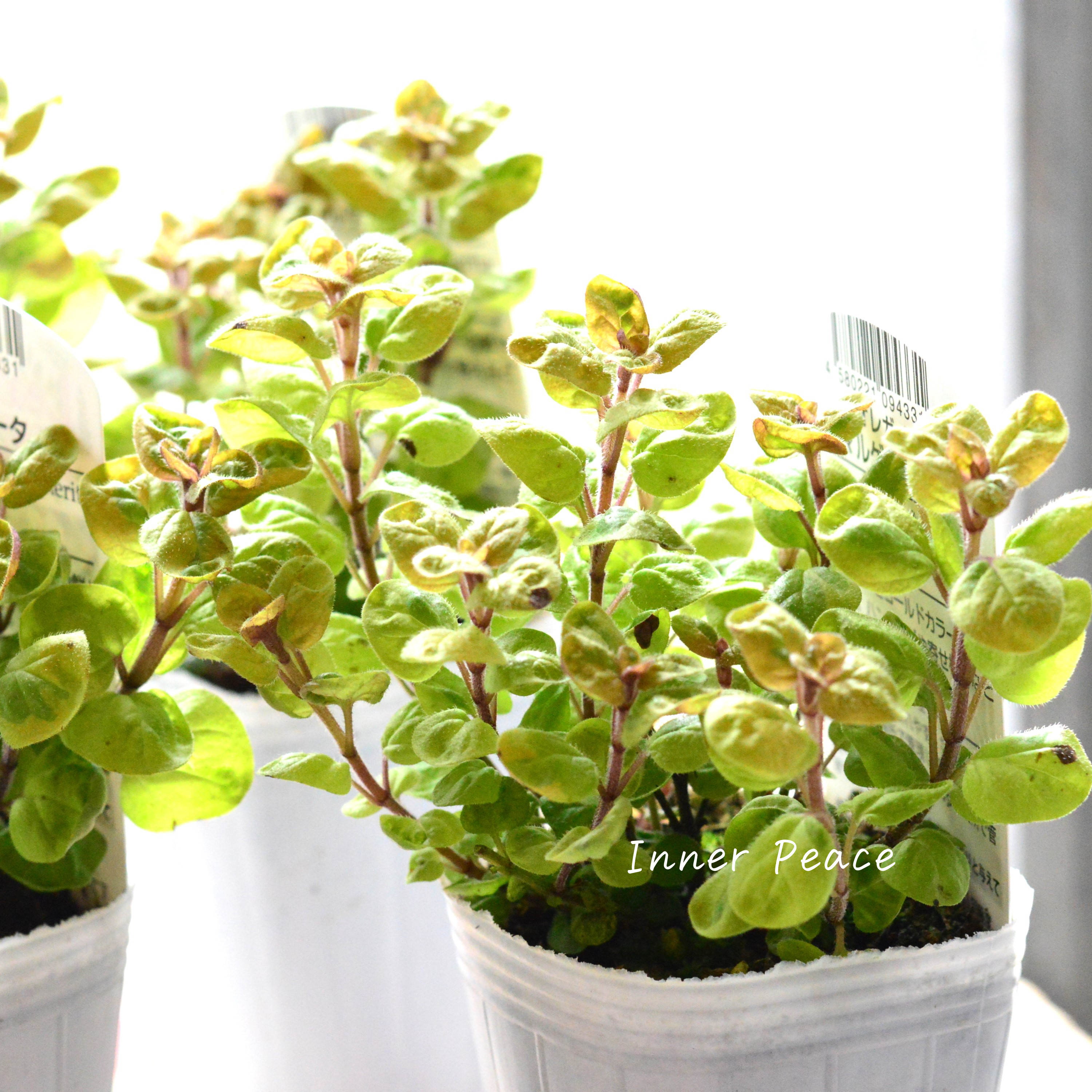 【斑入り】 オレガノ 『マルゲリータ』 3寸POT