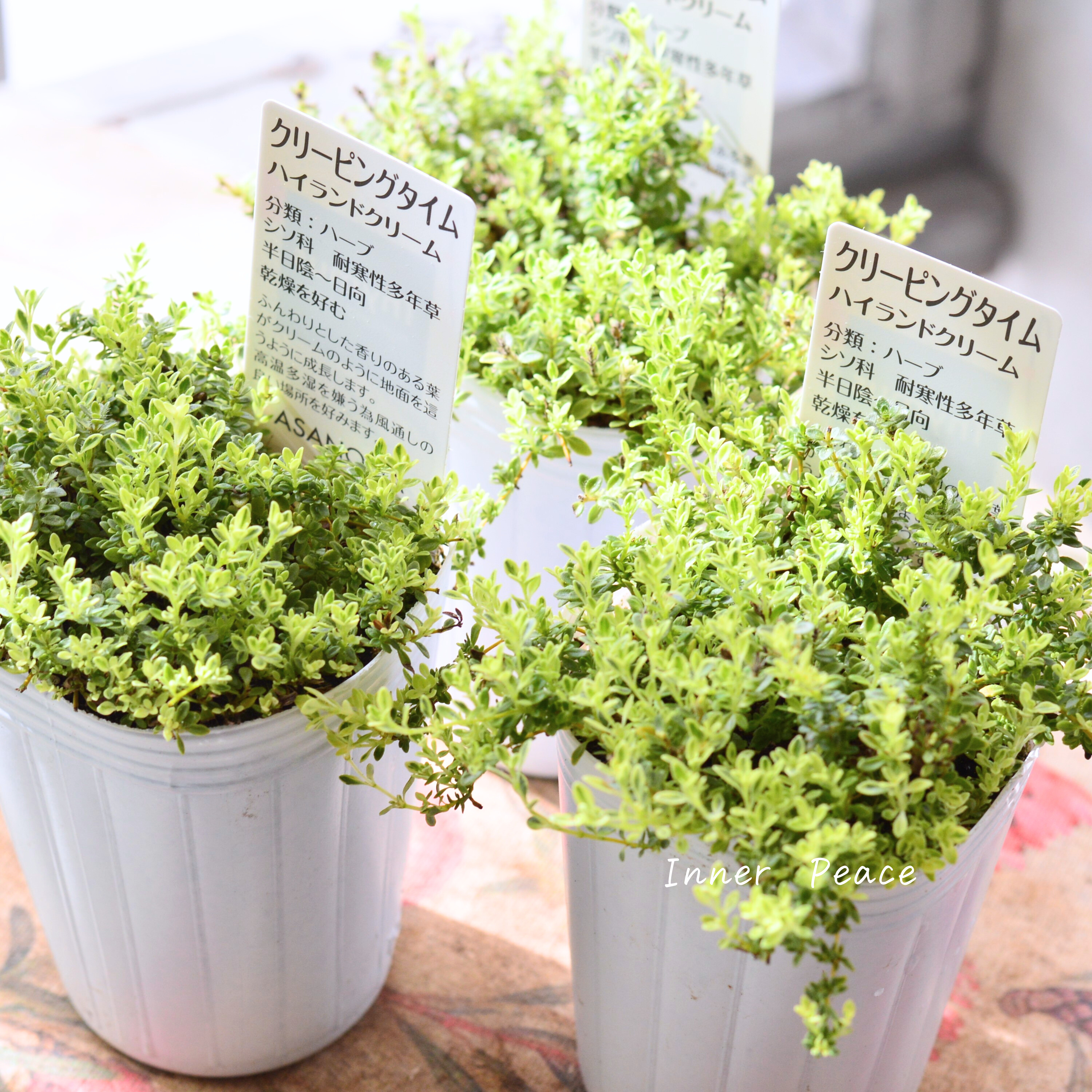 【斑入り】 クリーピングタイム 『ハイランドクリーム』 2.5寸POT