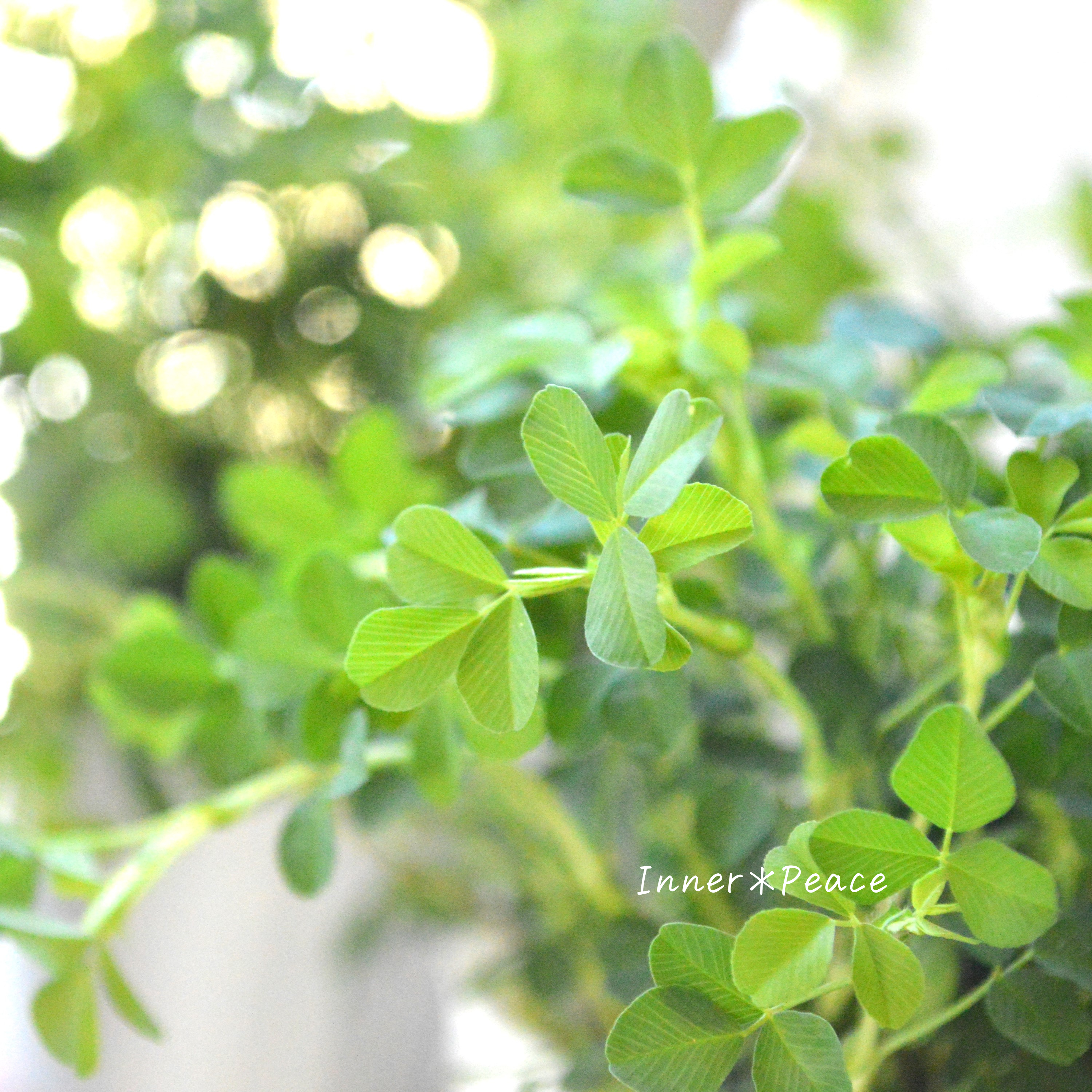 【かわいい】 トリフォニウム 『イエローリボン』 3寸POT