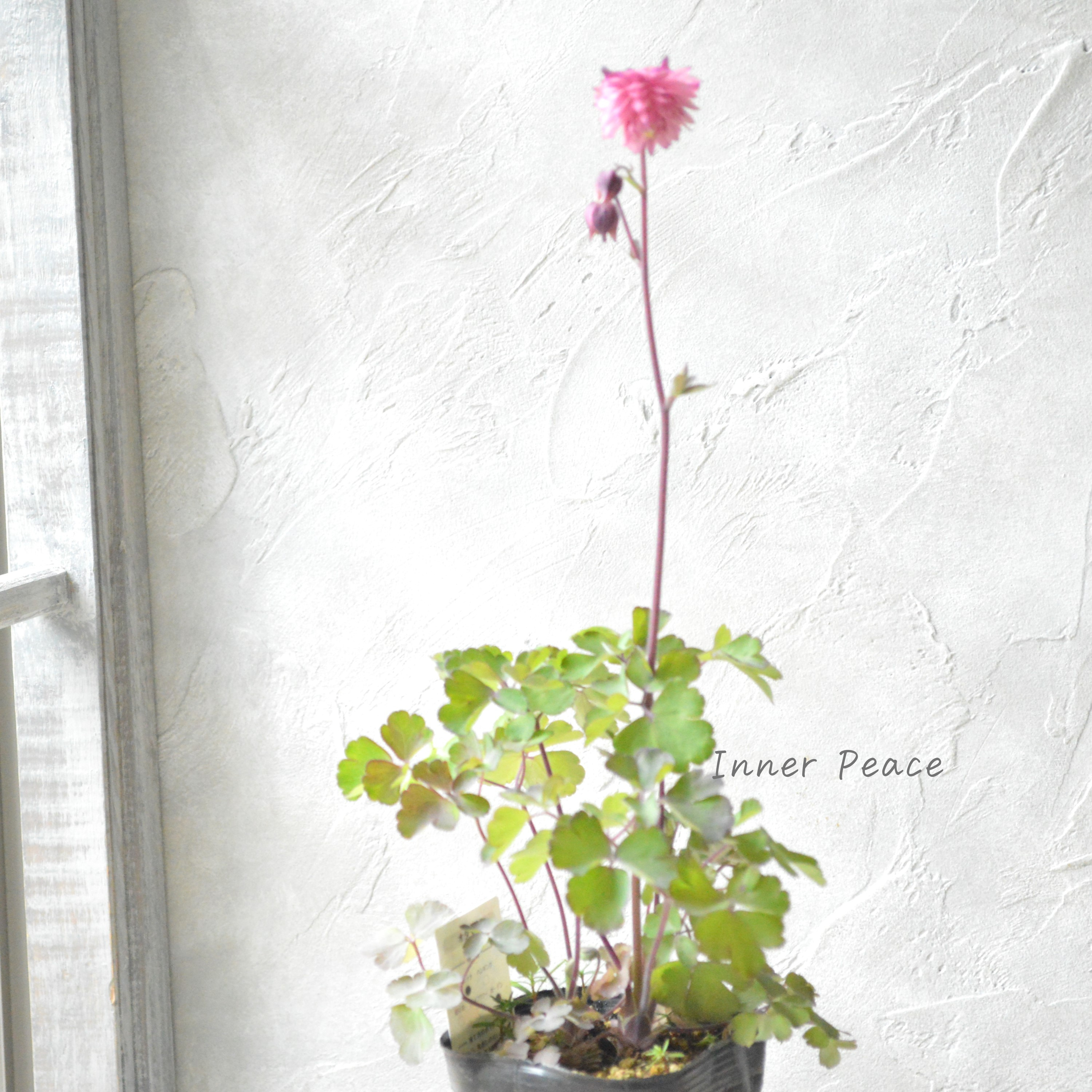 【八重咲き】 西洋オダマキ 『ローズバロー』 3.5寸POT