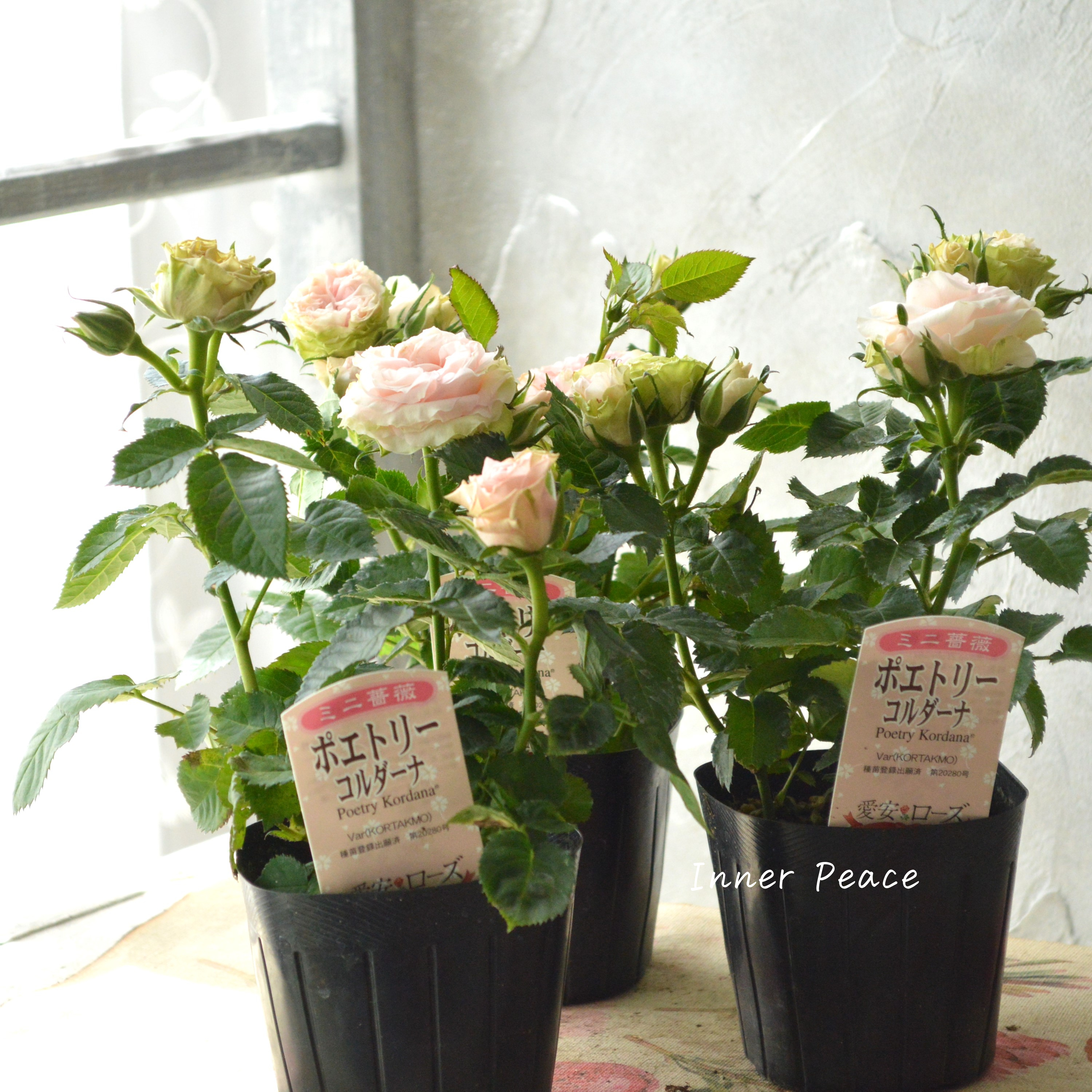 【美しい】 ミニ薔薇 『コルダナ・ポエトリー』 3寸POT