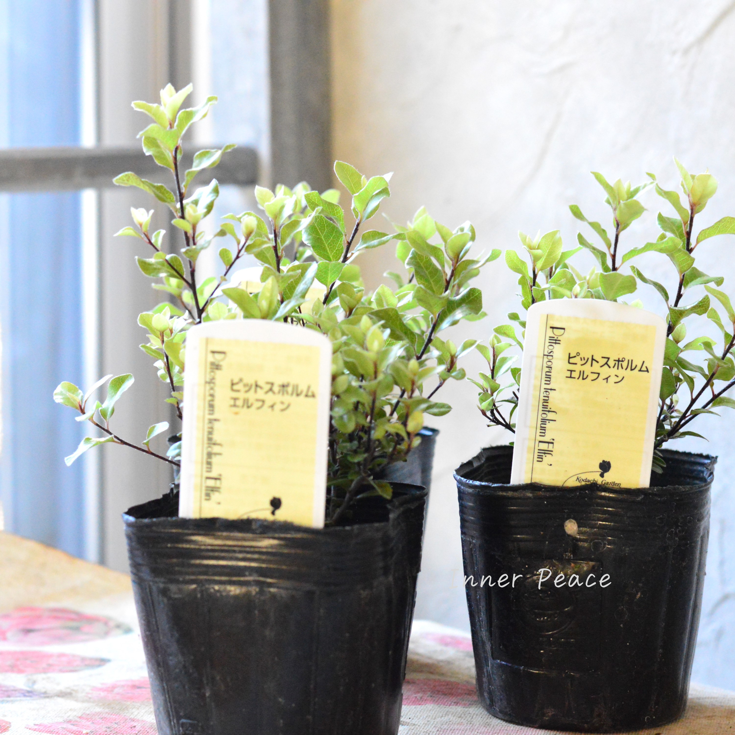 【美しい】 ピットスポルム 『エルフィン』 3寸POT