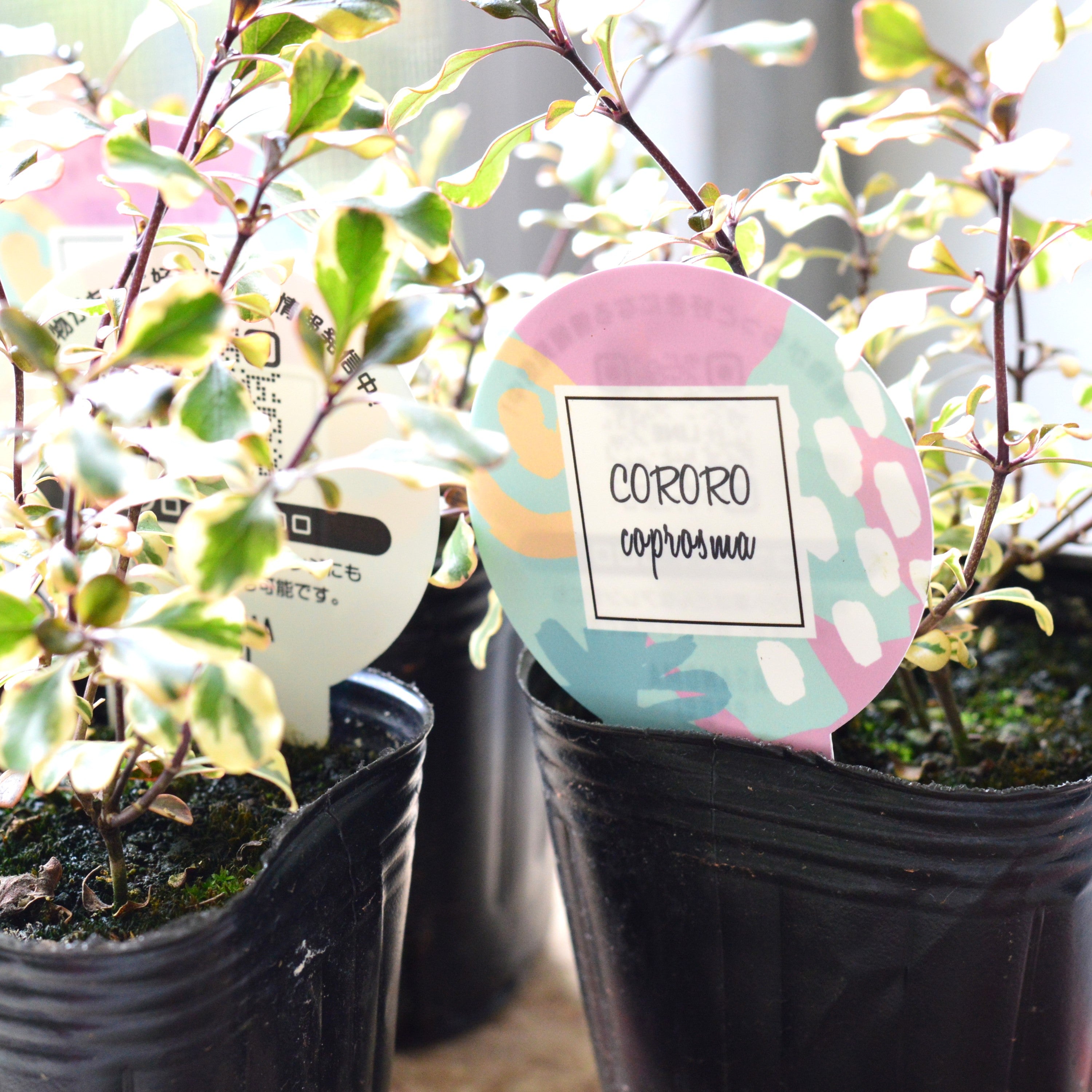【2分割できる】 コプロスマ 『コロロ』 3寸POT