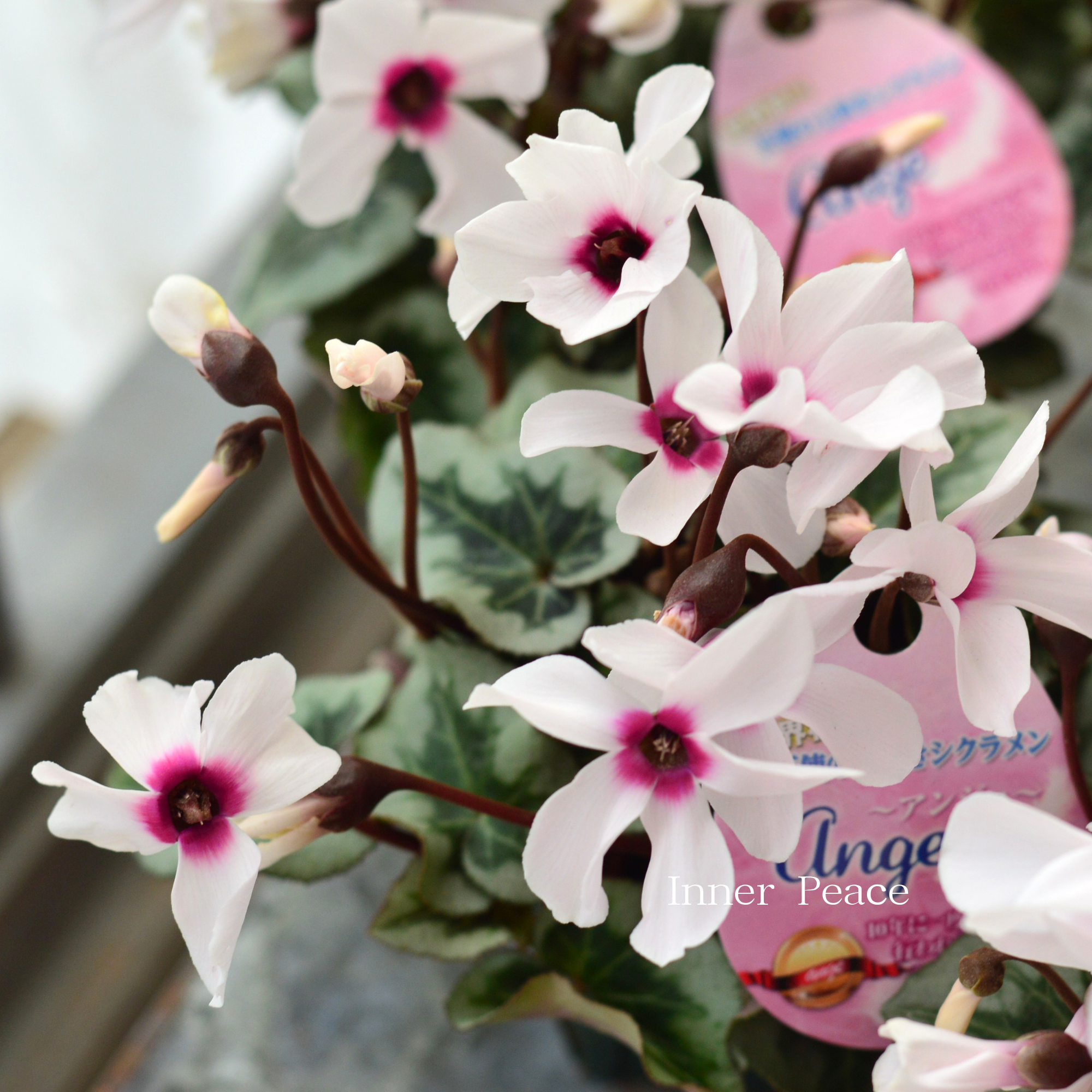 【大栄花園さん】 ミニシクラメン 『ange~アンジュ~』 2.5寸硬質POT