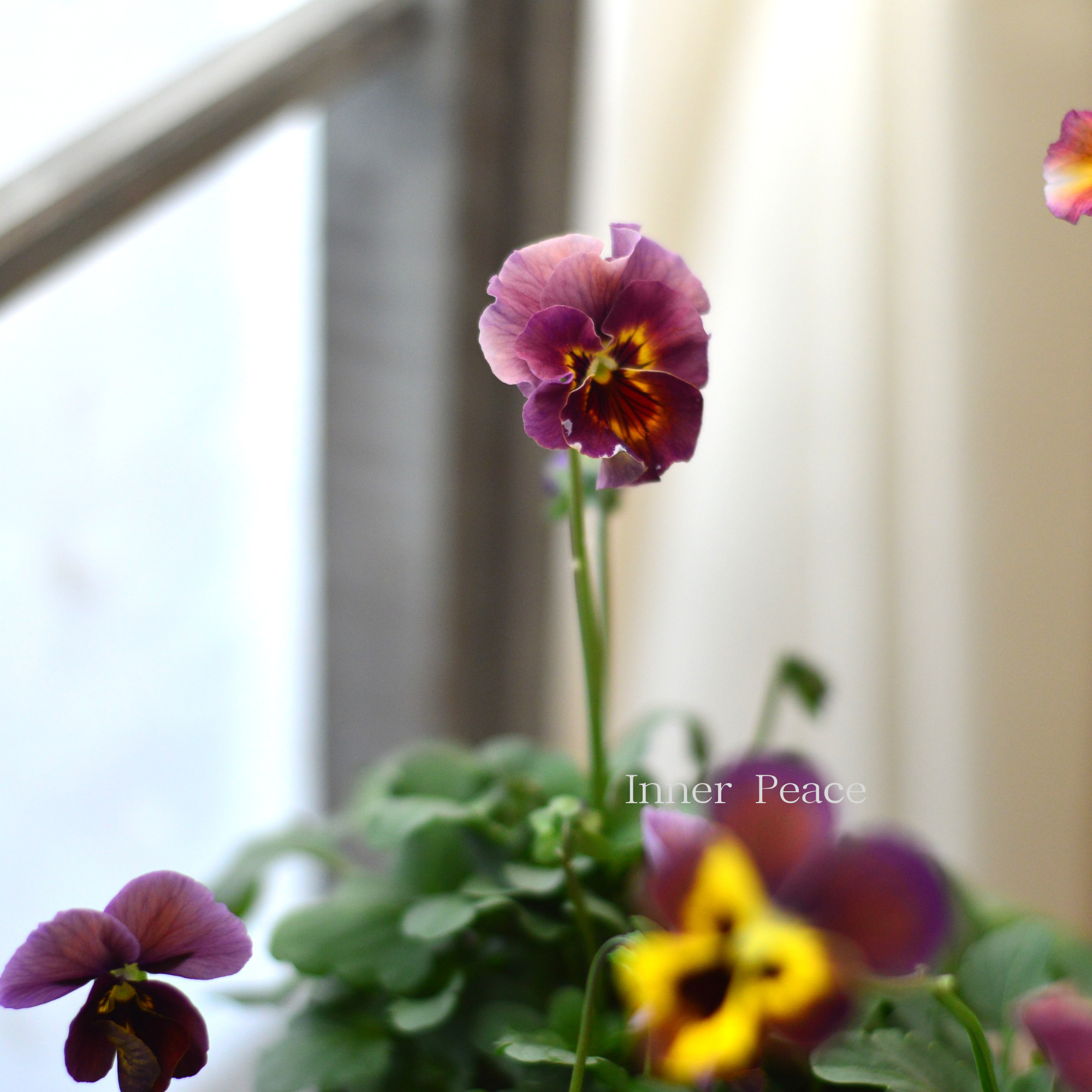 【吉村龍典さん育種ビオラ】 君待ちシリーズ 3.5寸POT