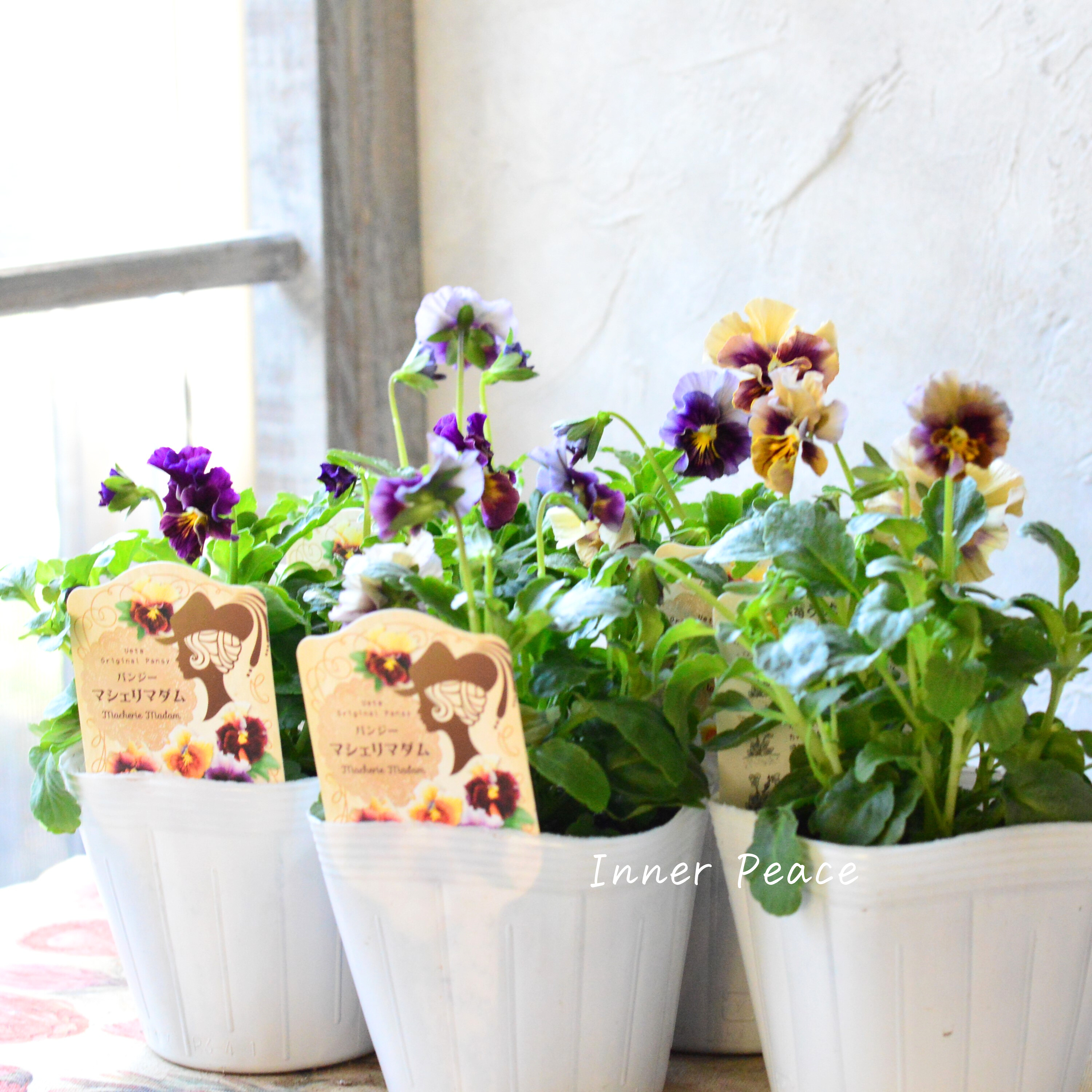 【うえたさん育種】 パンジー 『マシェリマダム』 3.5寸POT
