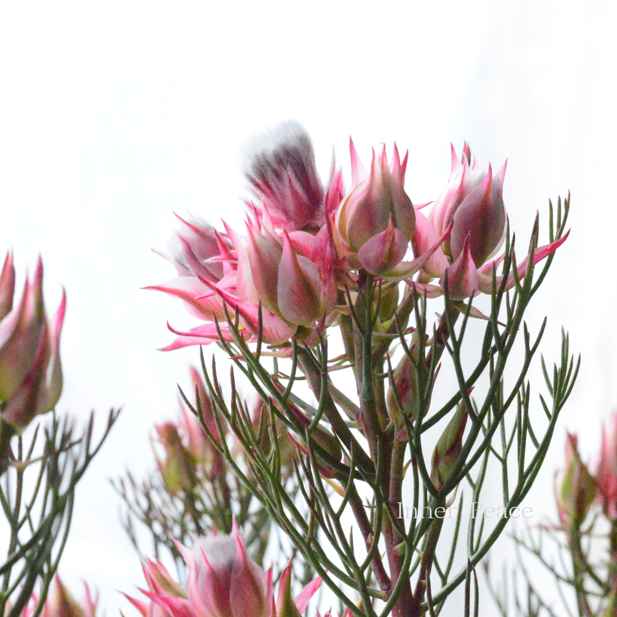 【大苗】 ジョーイセルリア 『カルメン』 6号鉢