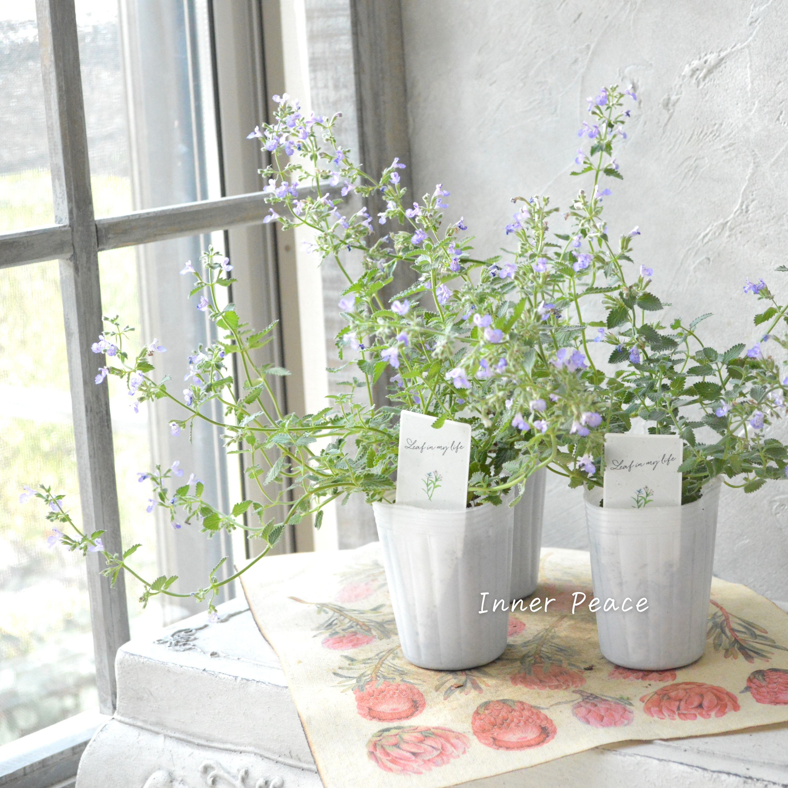 【宿根】 カラミンサ 『薄パープル』 2.5寸POT