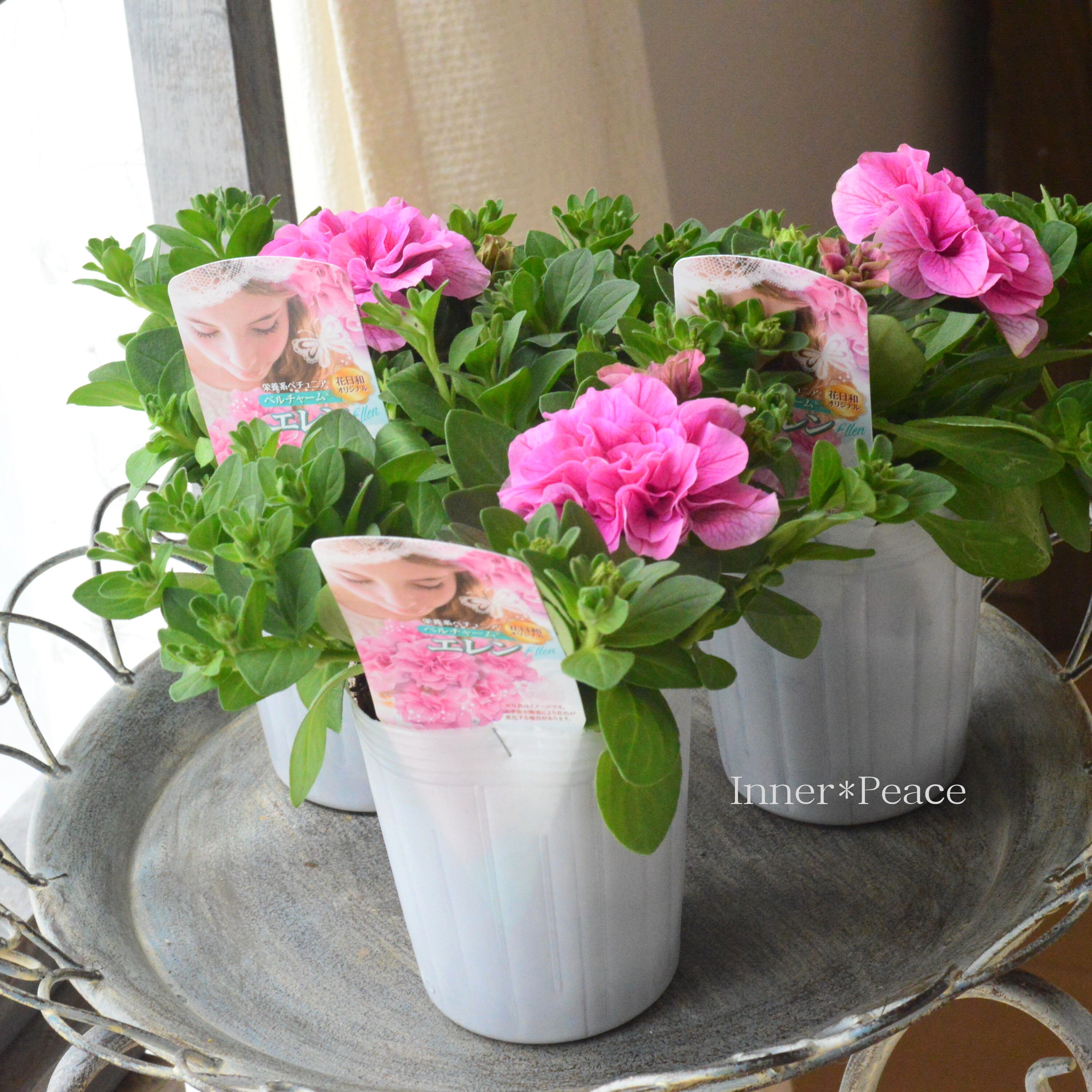 【花日和さんオリジナル】 栄養系ペチュニア 『ベルチャーム・エレン』 3寸ロング~3.5寸POT