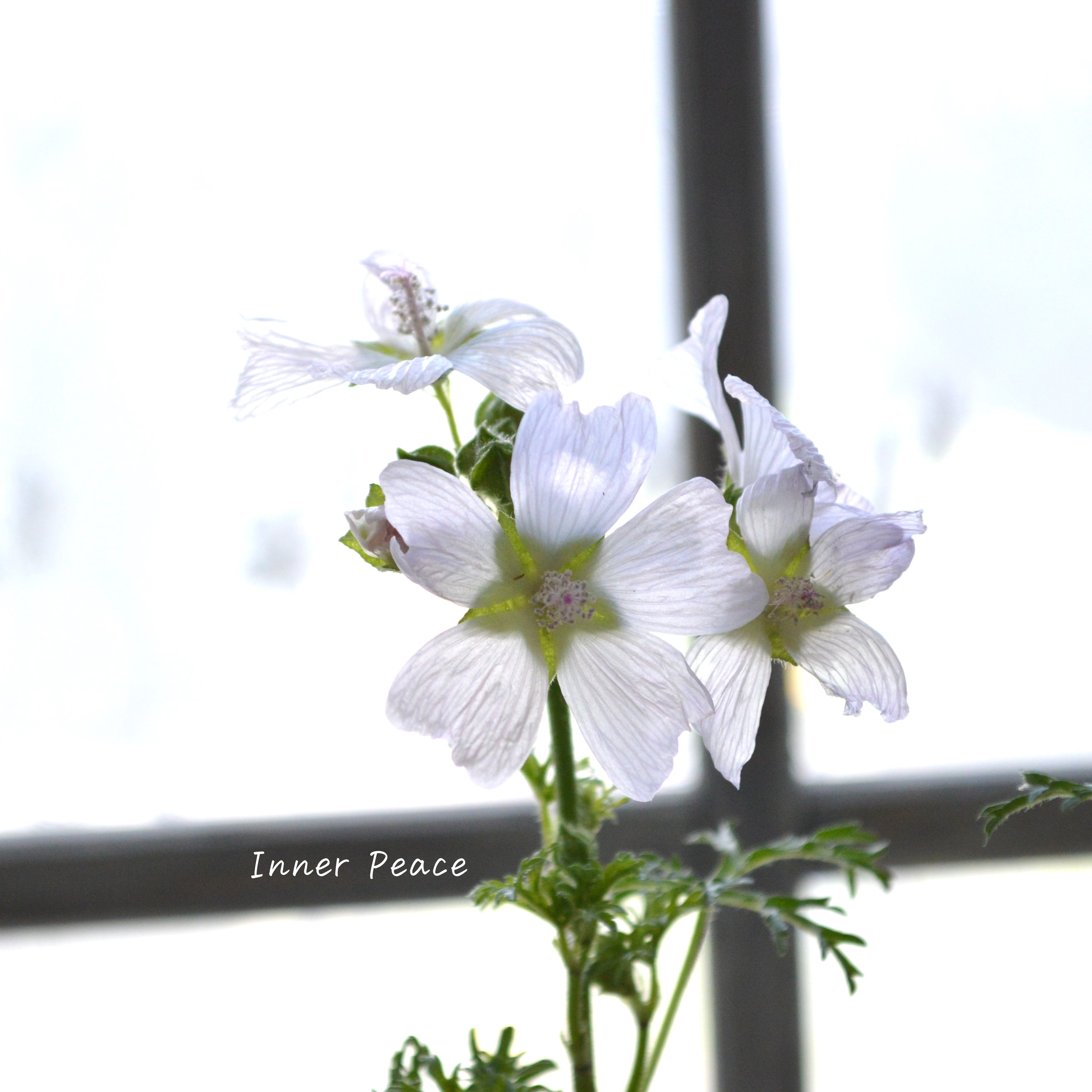 【美しい】 ムスクマロウ 『アップルブロッサム』 3寸POT