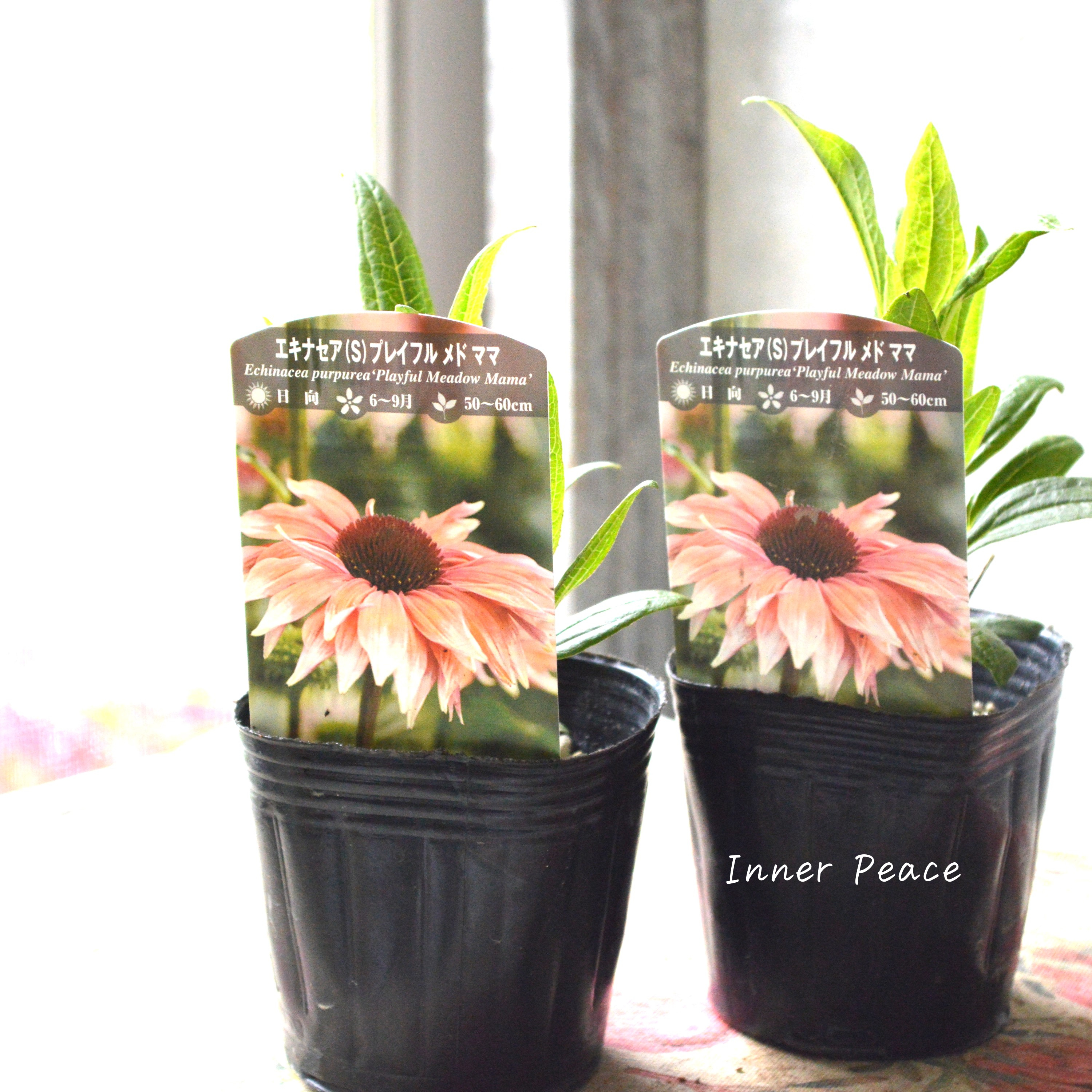 【暑さ寒さに強い】 エキナセア 『プレイフル メド ママ』植え込み用 3寸POT